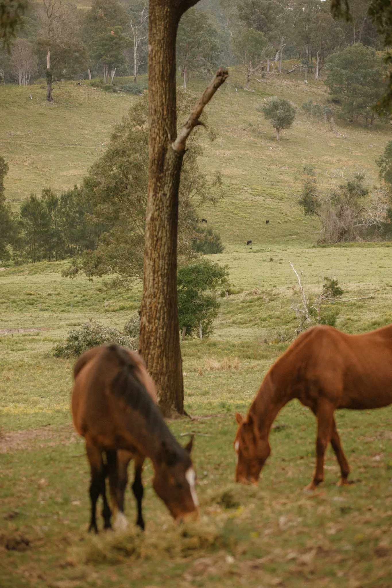 Grazing horses in a pasture with trees and hills in the background.