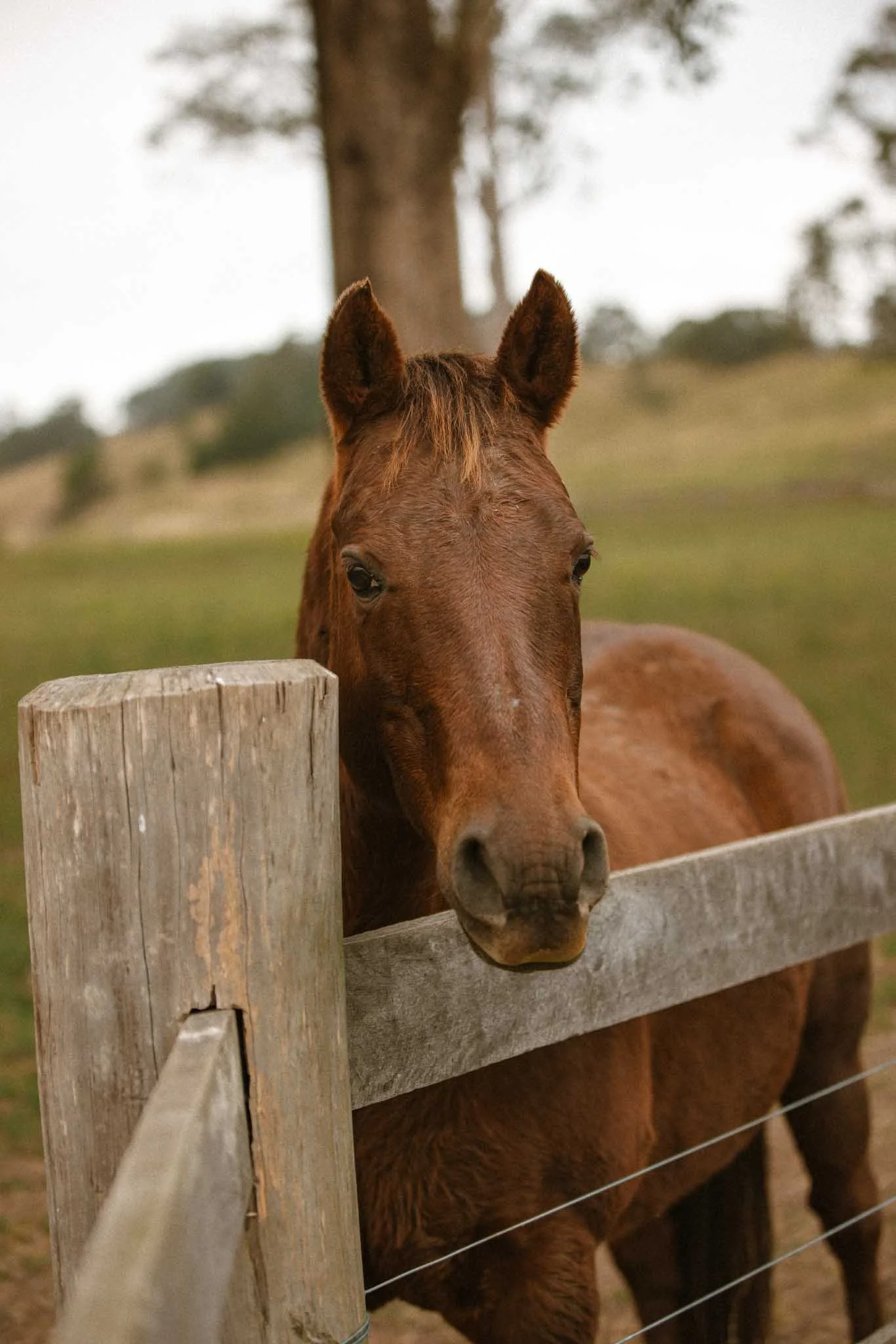 A brown horse stands behind a wooden fence with a blurred background of trees and sky.