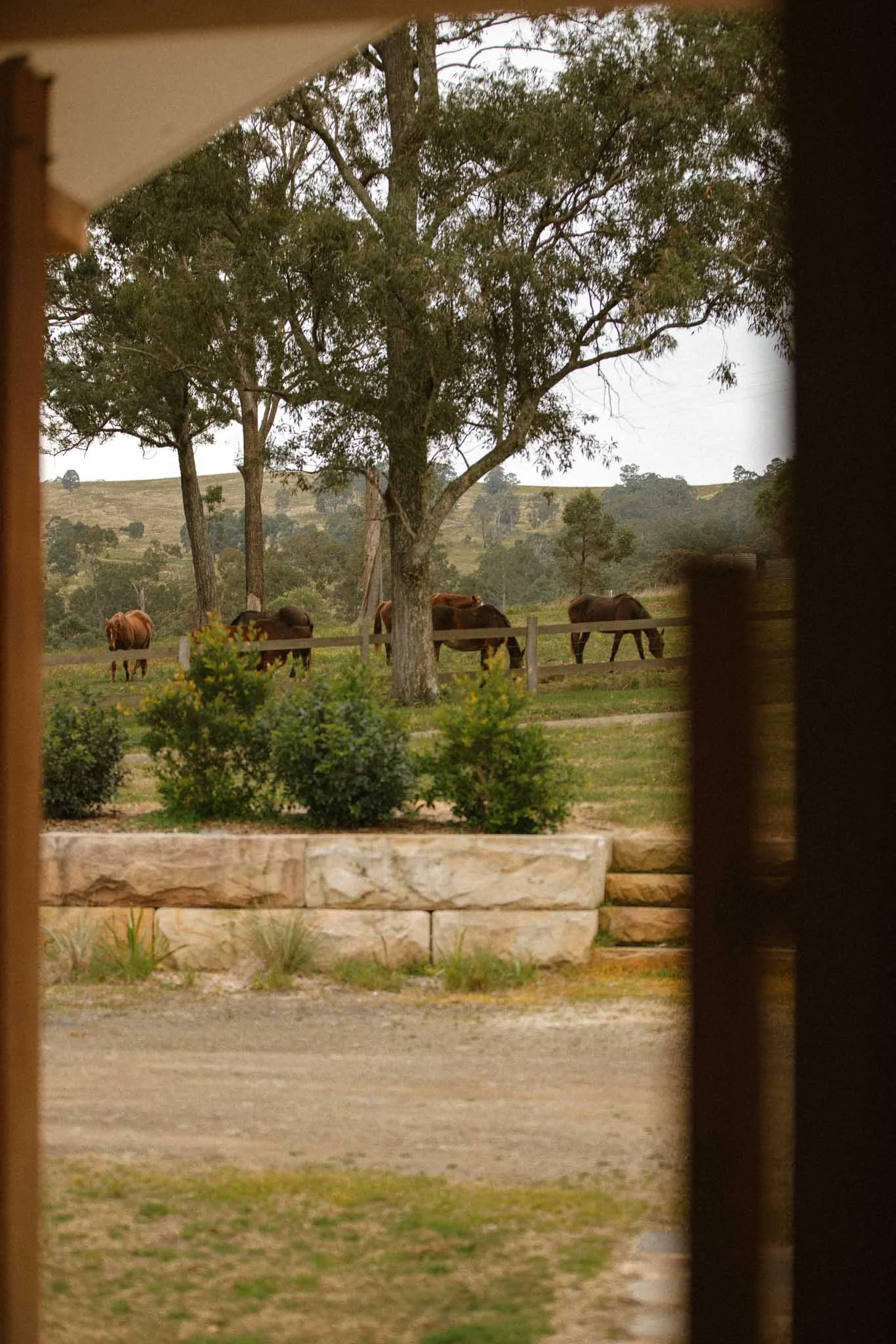 View of a pasture with grazing cows, trees, and rolling hills in the background, seen through a window frame or opening.