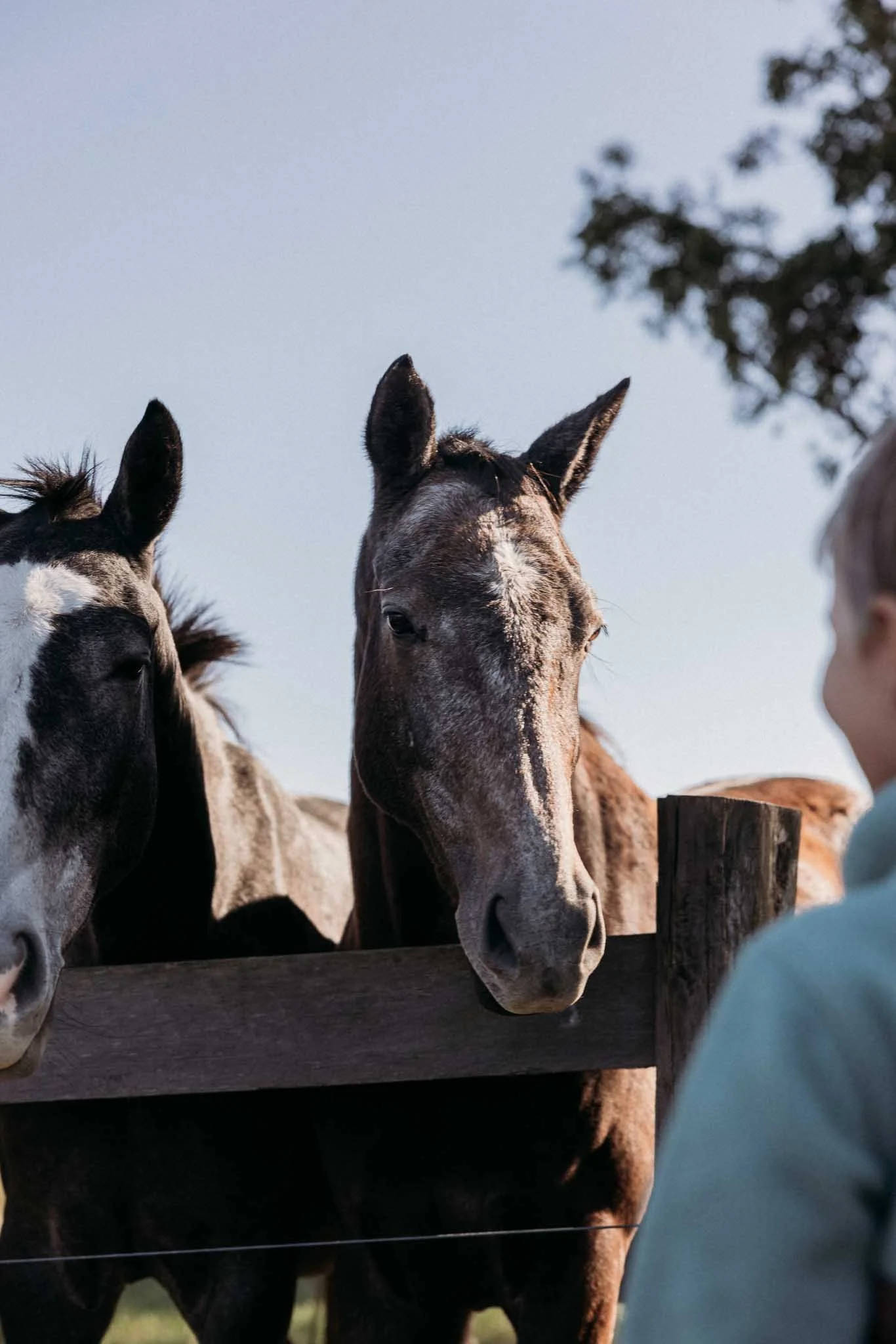 Three horses standing behind a wooden fence, looking toward the camera with clear blue sky and some trees in the background.