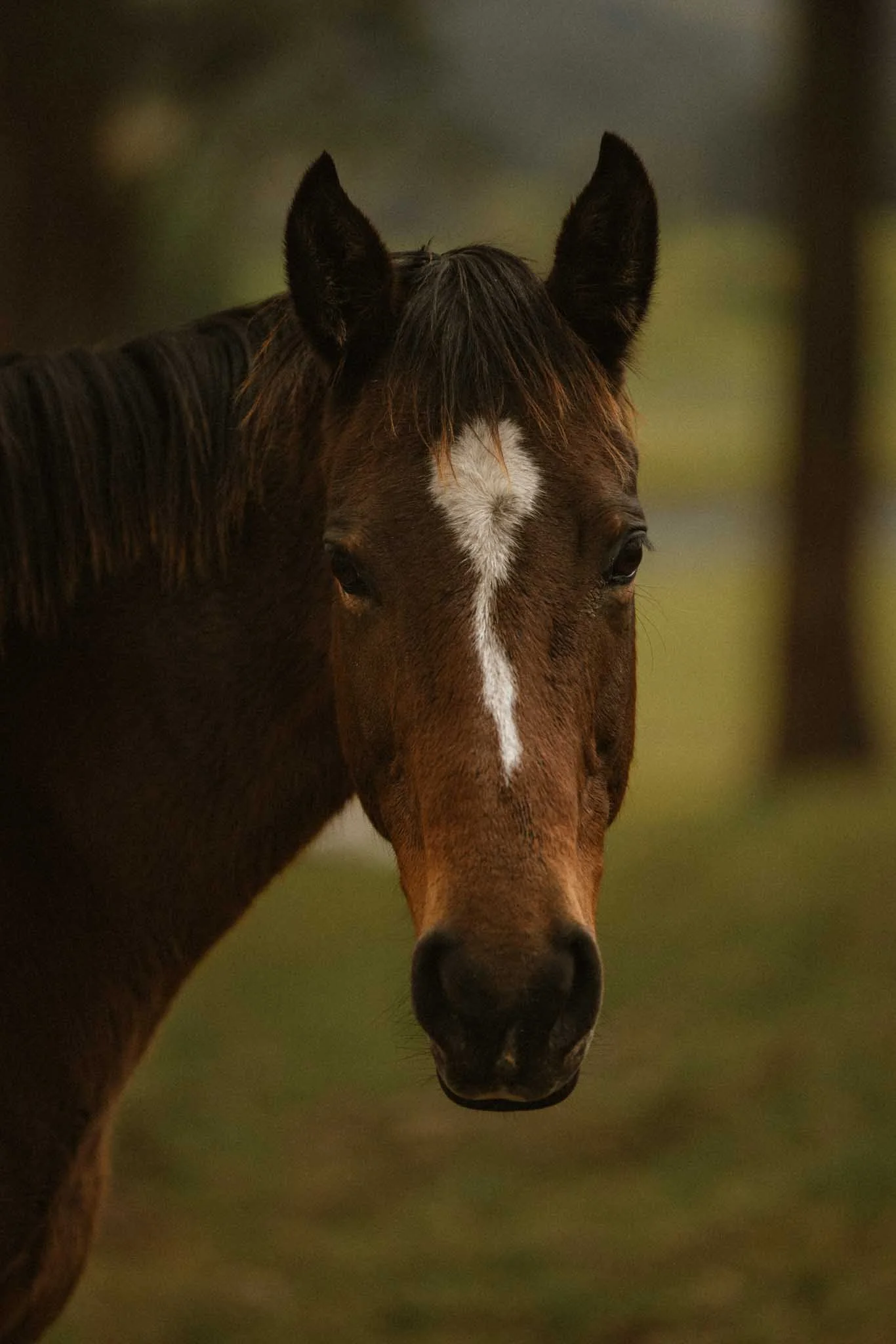 Close-up of a brown horse's face with a white stripe on its nose, standing outdoors with blurred green background.