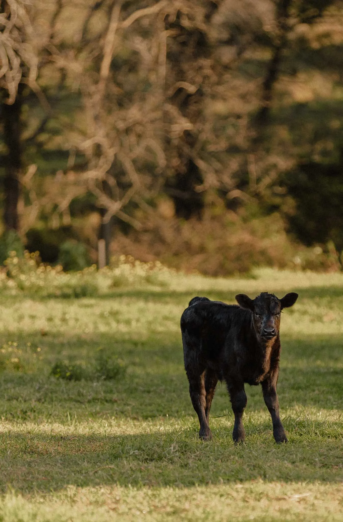 A black calf standing on a grassy field with a large tree in the background at night.