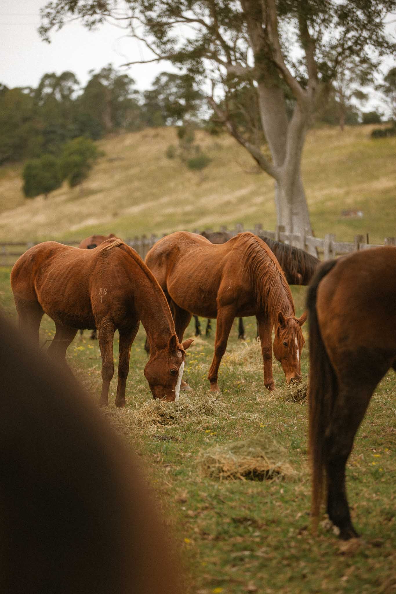 Several horses grazing in a pasture with trees and a fence in the background, viewed through a circular frame.