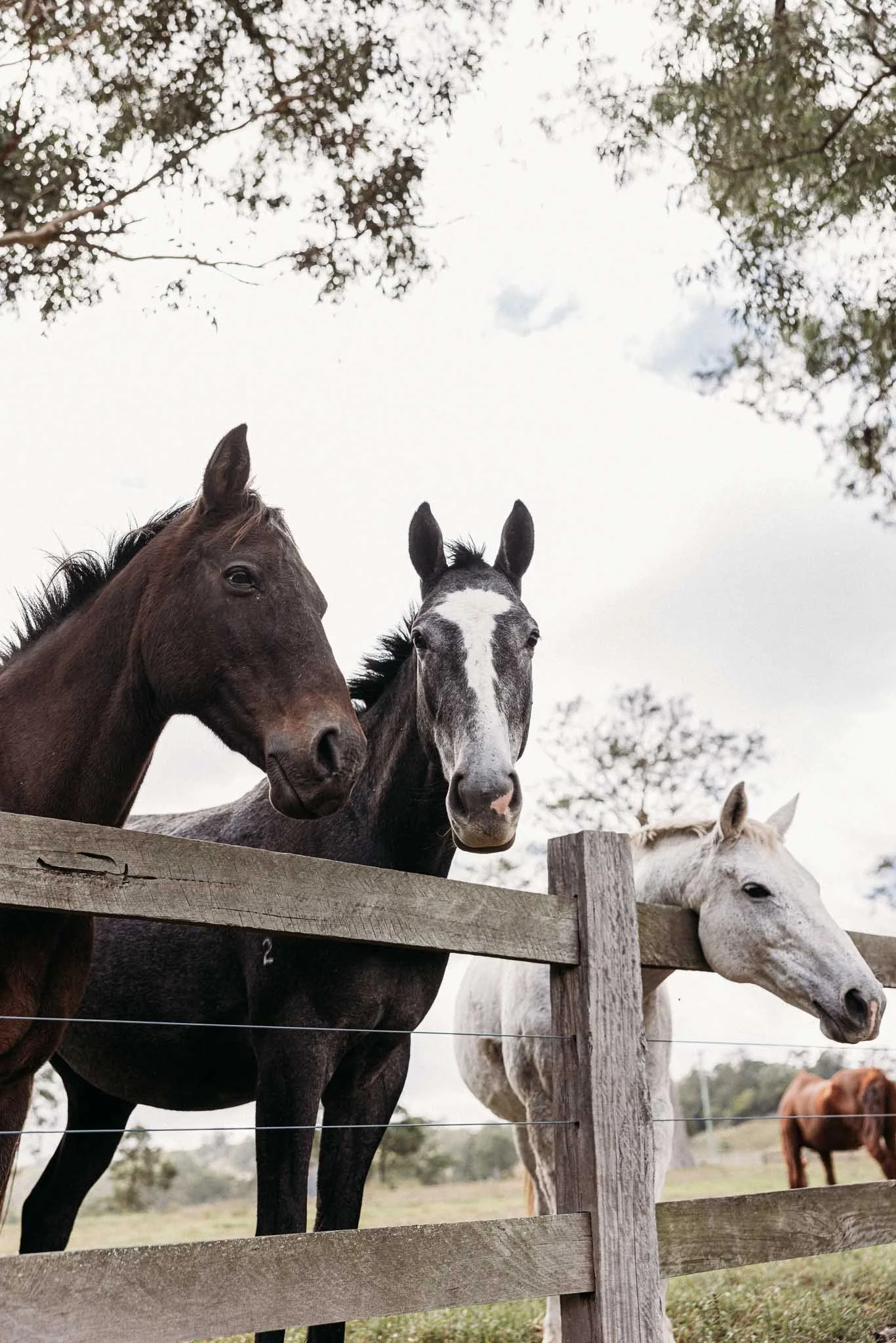Three horses standing behind a wooden fence, looking towards the camera, with trees and overcast sky in the background.