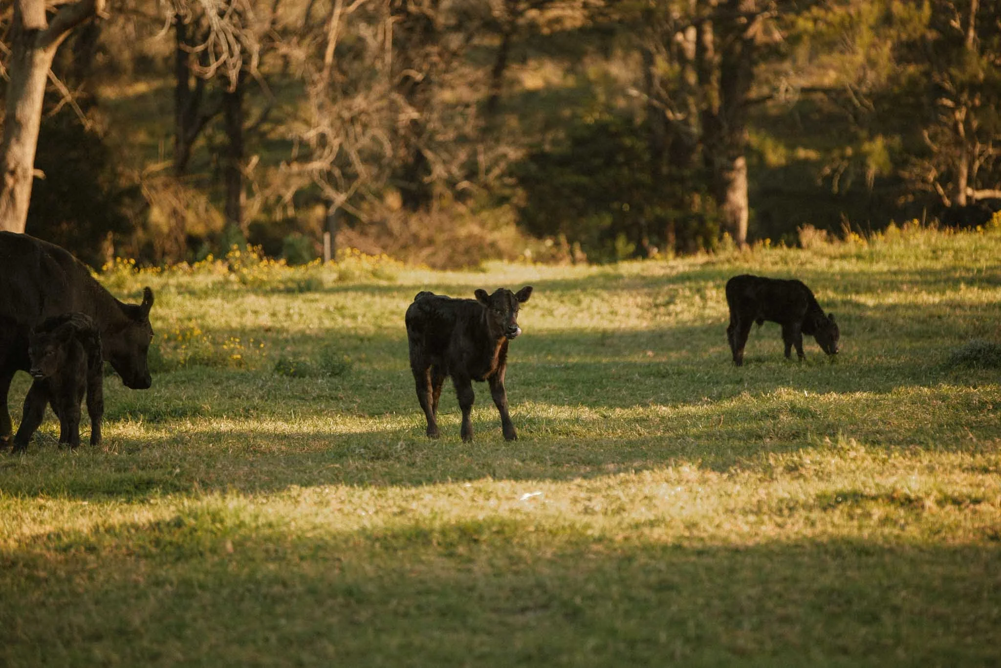 A group of black calves grazing and standing in a grassy field near trees during sunset.