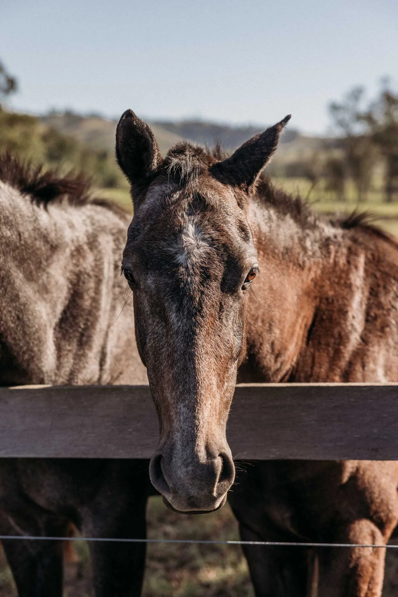 Close-up of a brown horse with a white star-shaped mark on its forehead, standing behind a wooden fence.