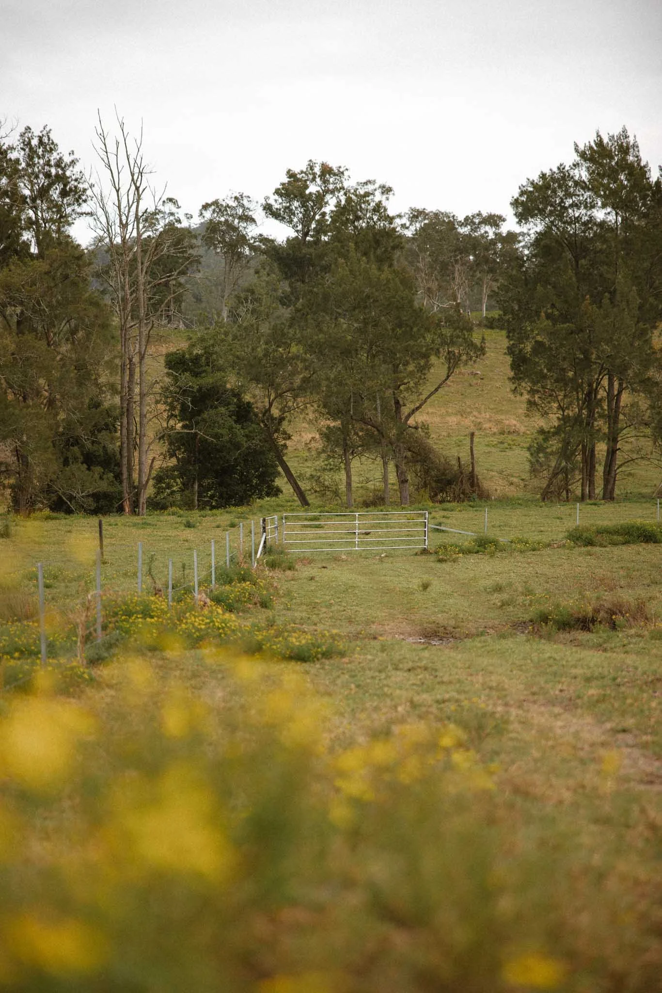 A rural landscape with a grassy field, scattered trees, and a metal fence gate in the foreground, under a mostly clear sky.