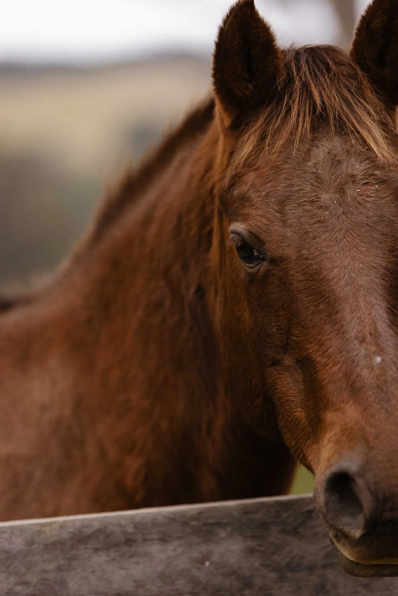 Close-up image of a brown horse's face, showing its eye, ear, and part of its nose, with a blurred background.
