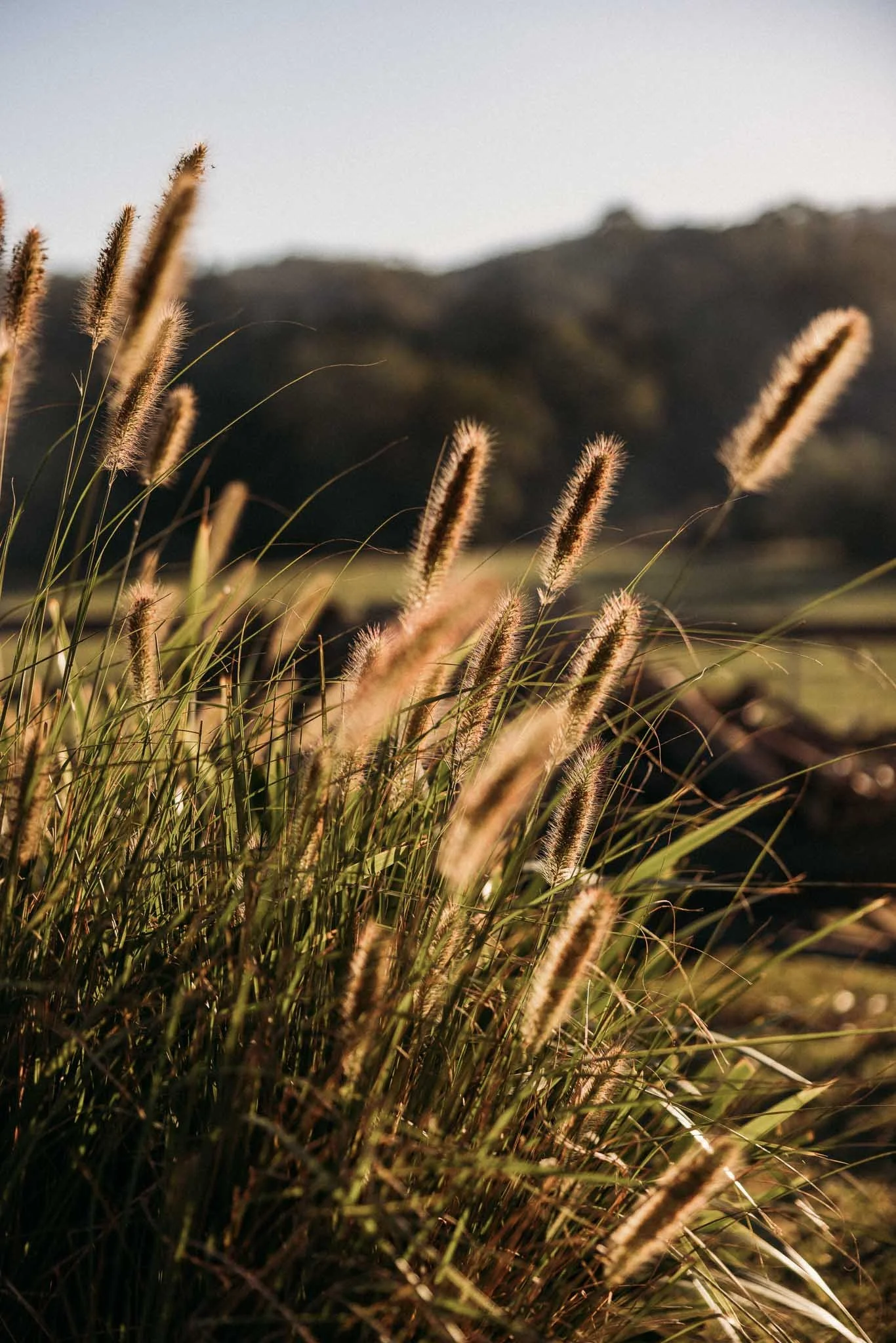 Tall grass with fuzzy seed heads in focus, hillside in background, during sunset.