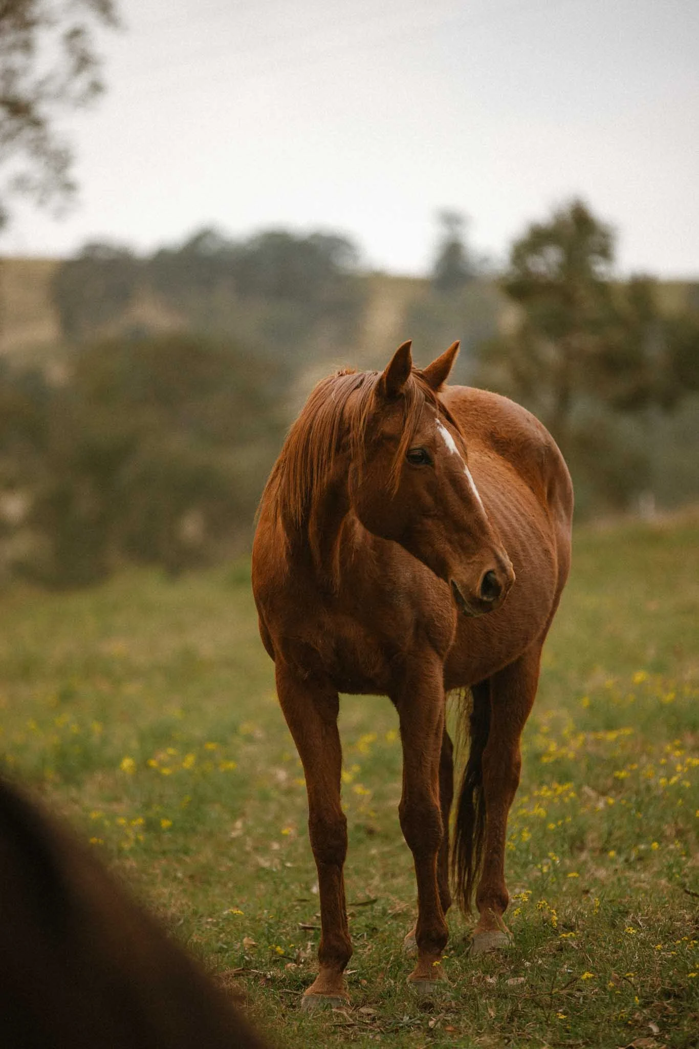 A brown horse standing on grass with yellow flowers, with trees and a cloudy sky in the background.