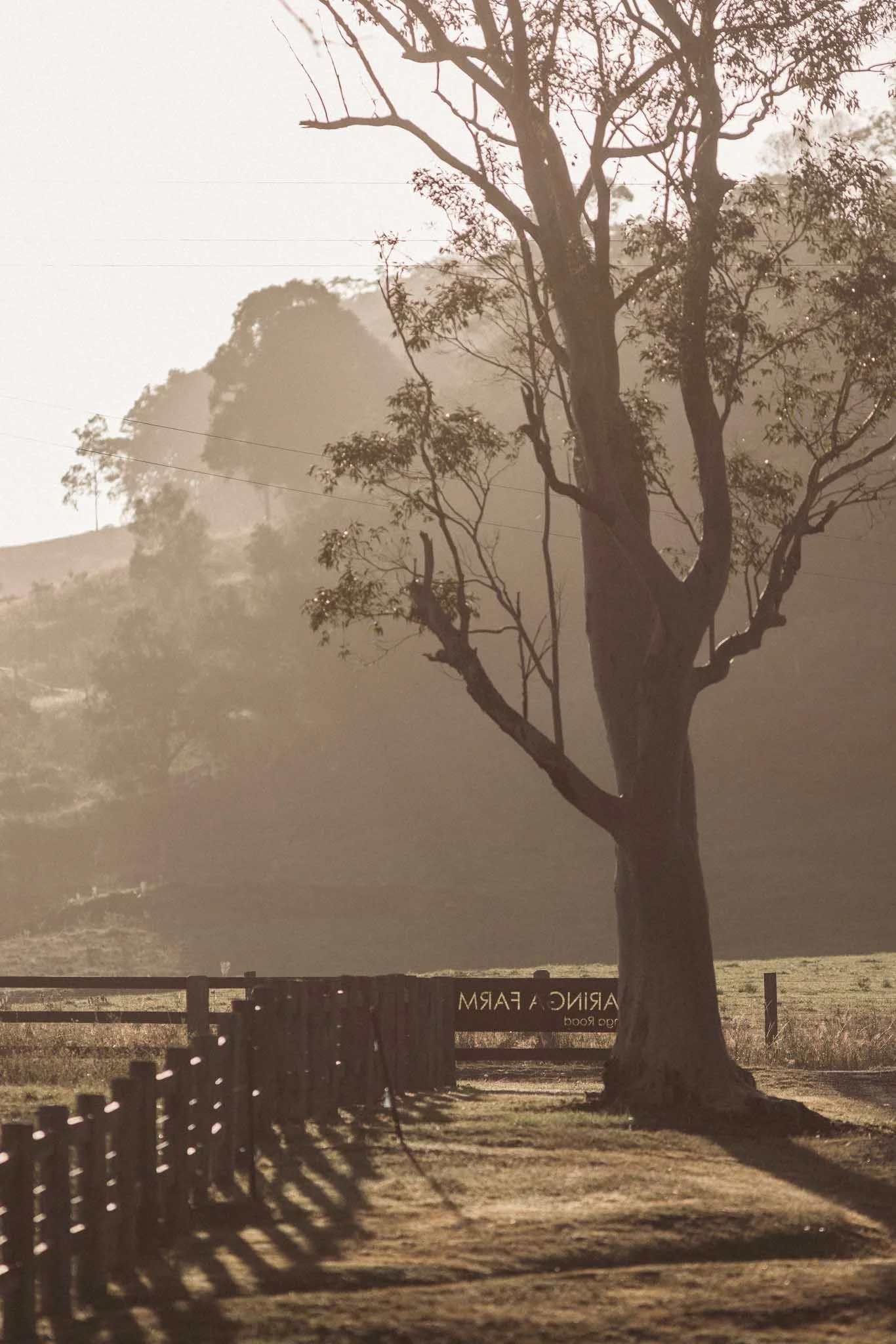 A large tree with bare branches standing next to a wooden fence, casting shadows on the ground, with sunlight filtering through the branches and a sign in the background reading 'DRINC G FARM' and some smaller text.