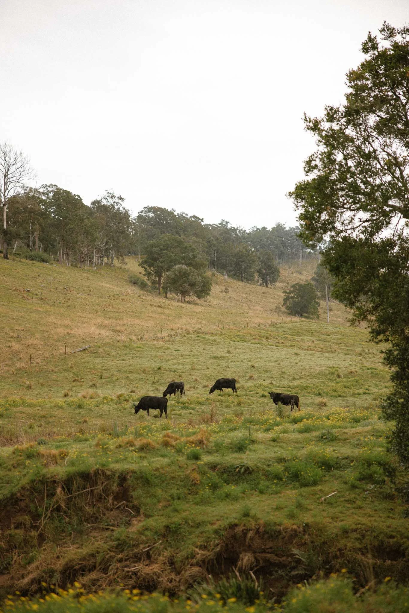 Grazing cows in a grassy field with trees in the background.