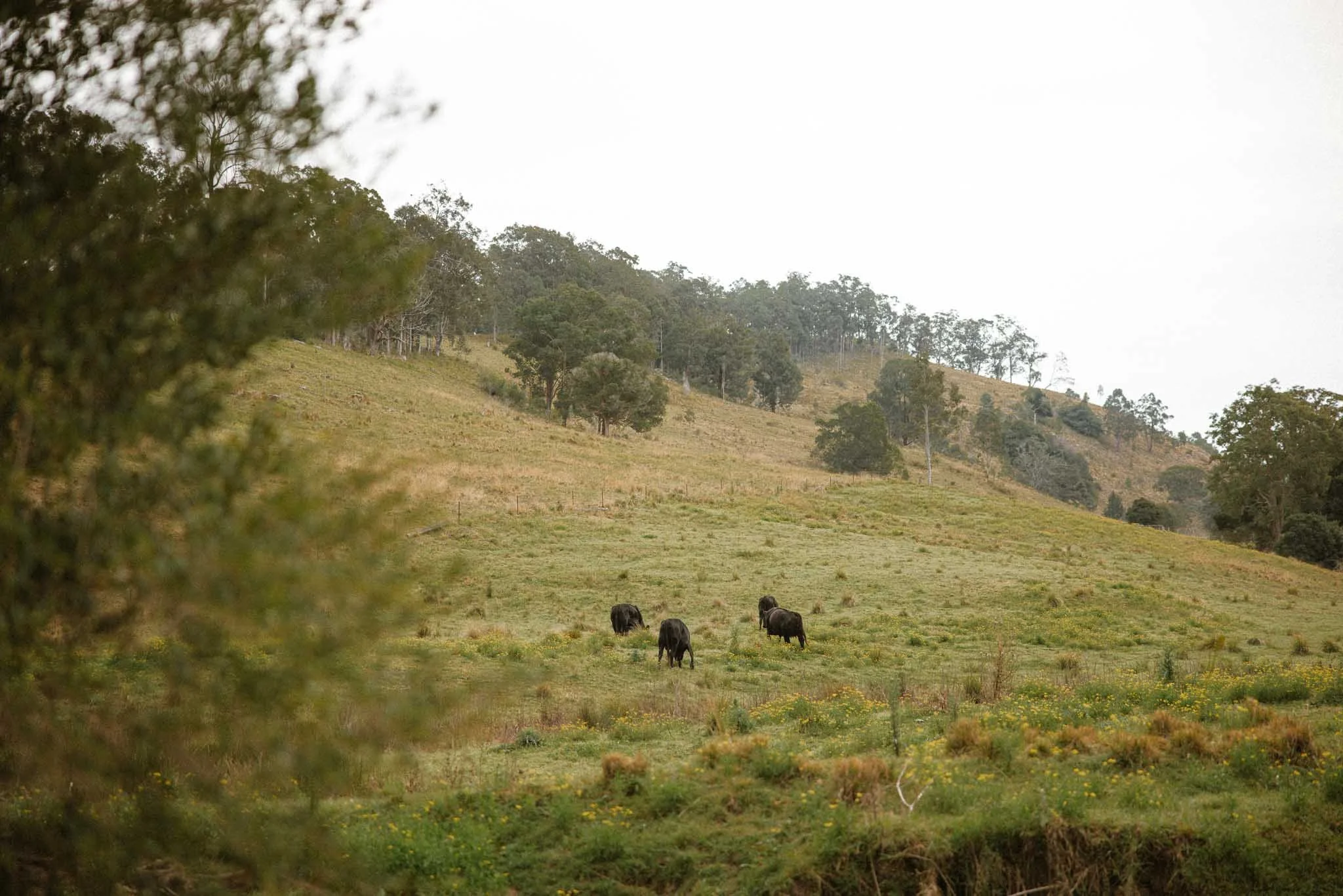 A hillside pasture with trees and cows grazing, seen through blurred foliage in the foreground.