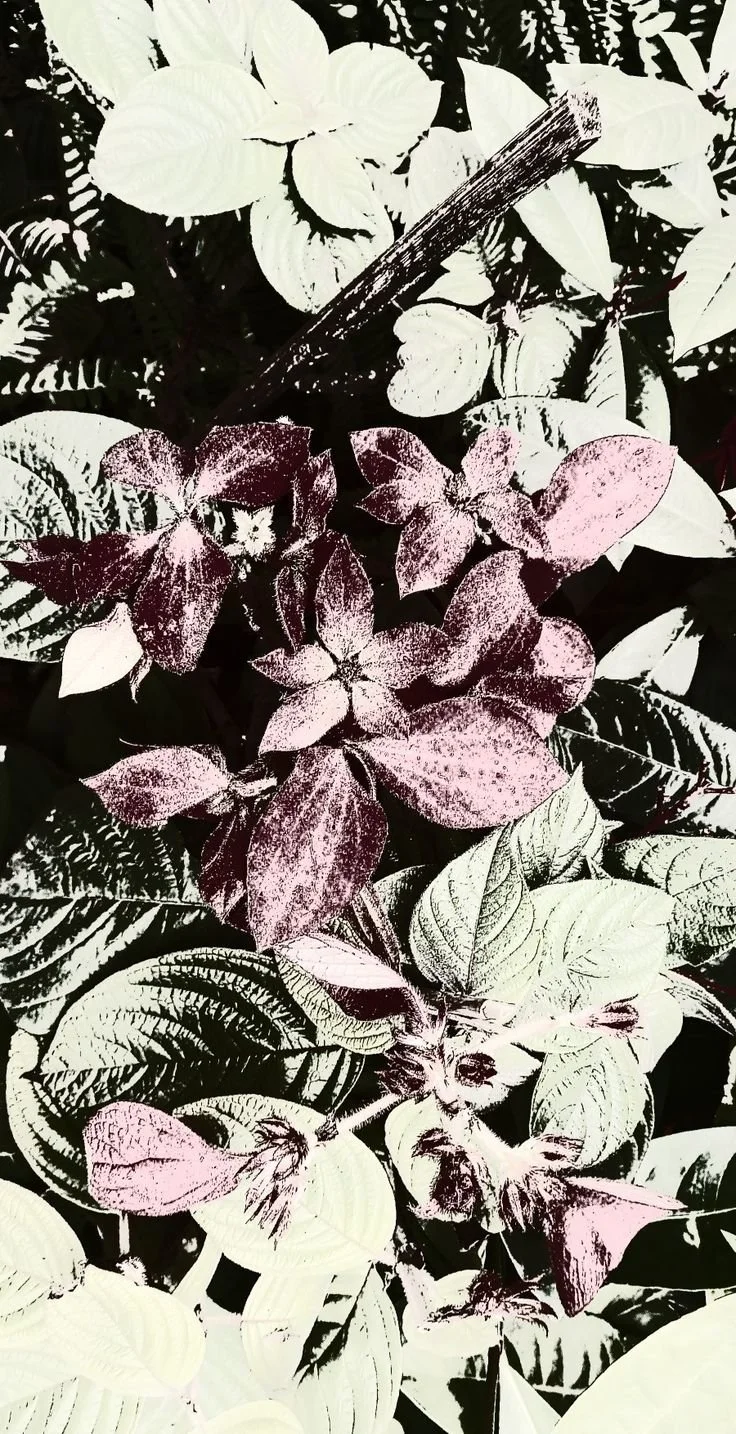 Close-up of mixed plants with predominantly white and purple leaves, some with variegated patterns.