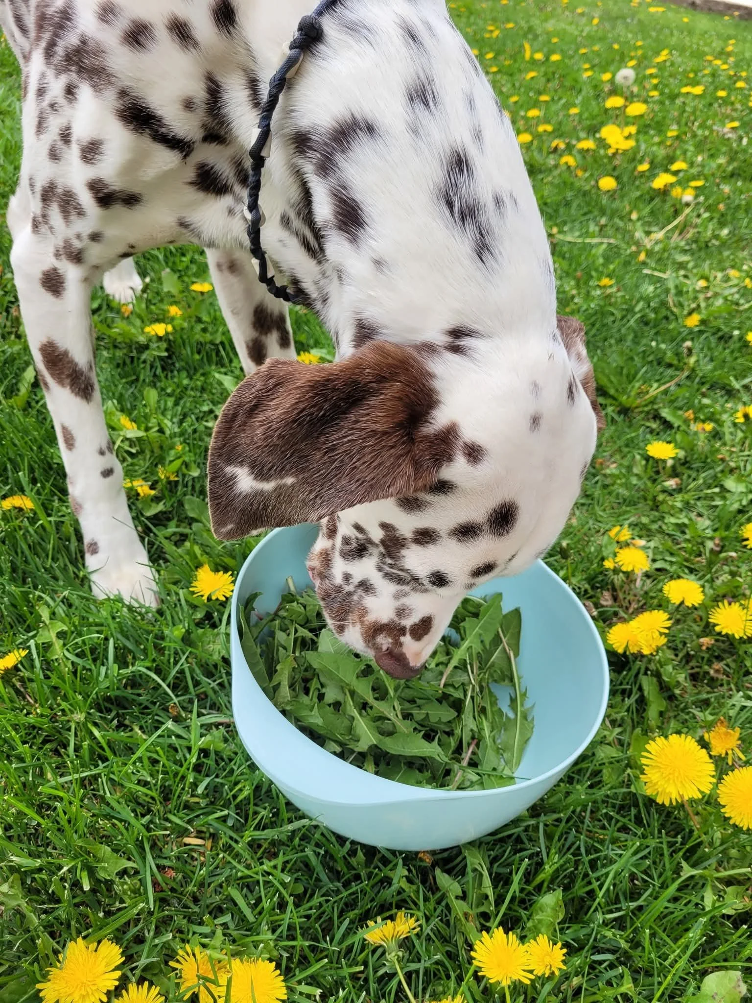 Naturopathie animalière - Une approche holistique pour le bien-être de votre animal