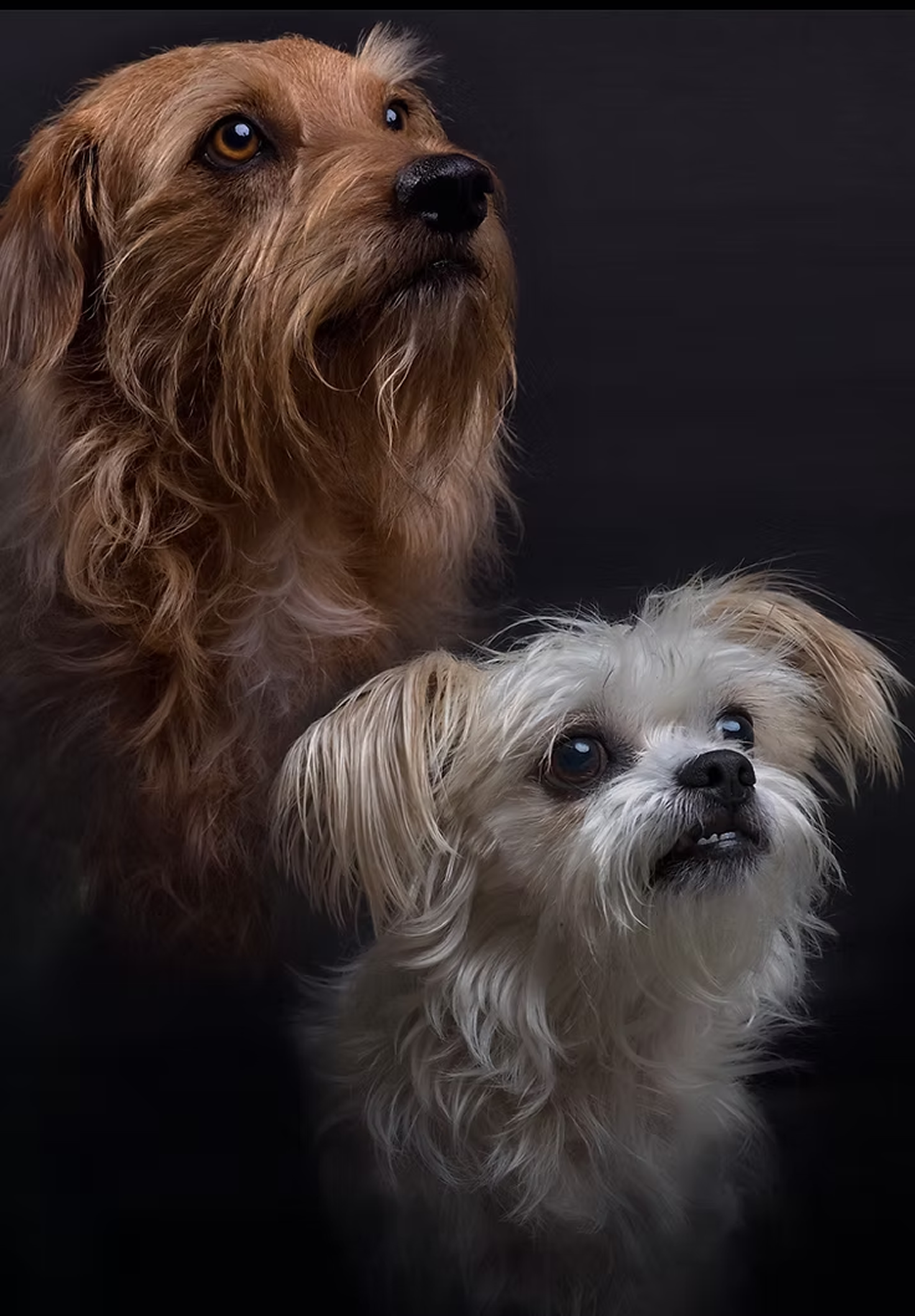 Portrait of Dr. Crystle Prung's dogs