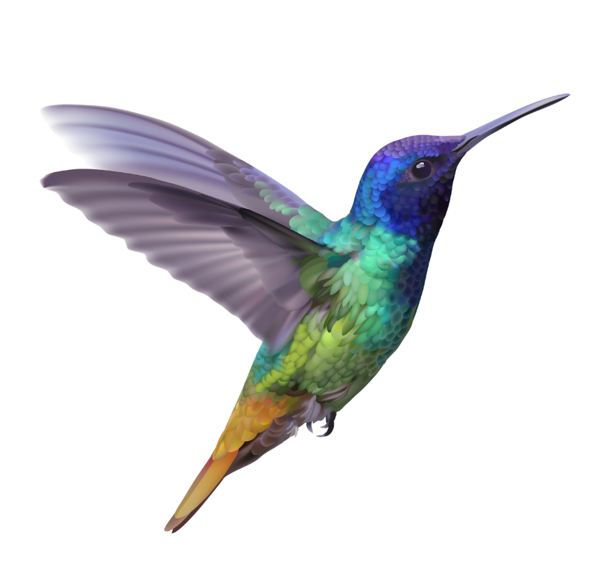 Colourful hummingbird in flight with iridescent blue and green feathers
