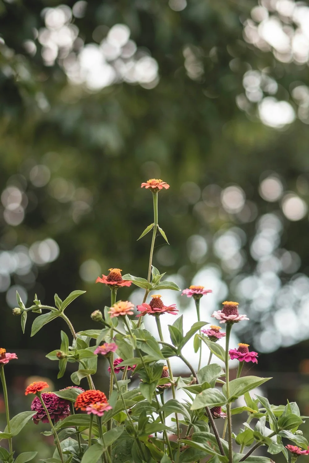 Vibrant orange and pink zinnia flowers in a garden, evoking vitality and flourishing