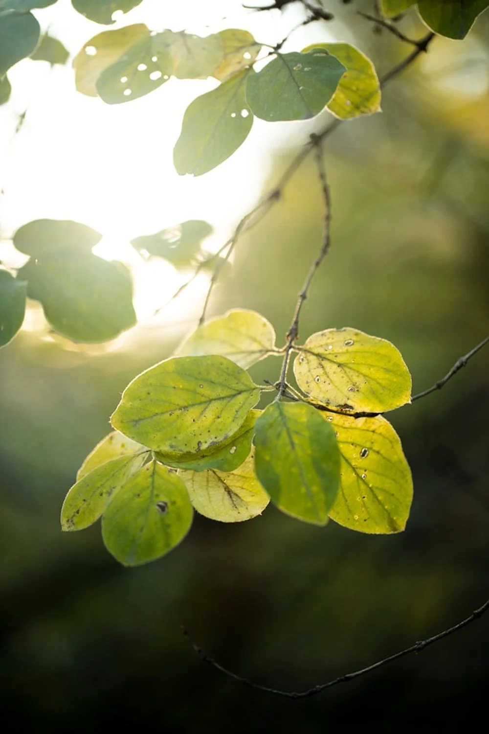 Close-up of green and yellow leaves on a tree branch with sunlight shining through, some leaves with small holes and dark spots.