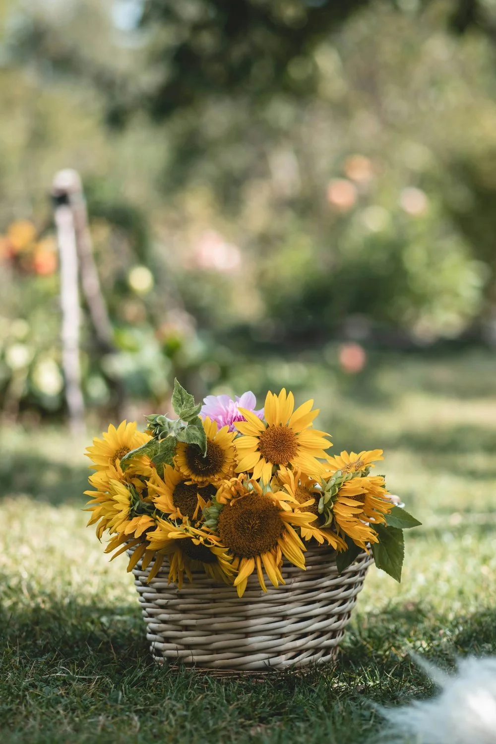 A wicker basket filled with sunflowers on a garden lawn, representing joy and warmth