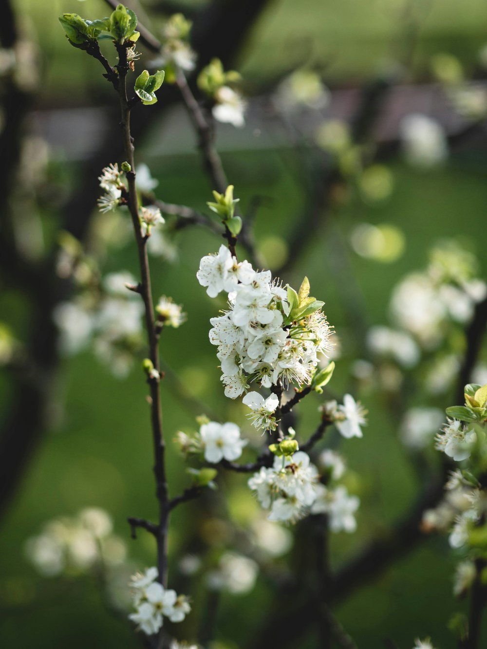 Close-up of white cherry blossom branches in spring, symbolising renewal and fresh starts