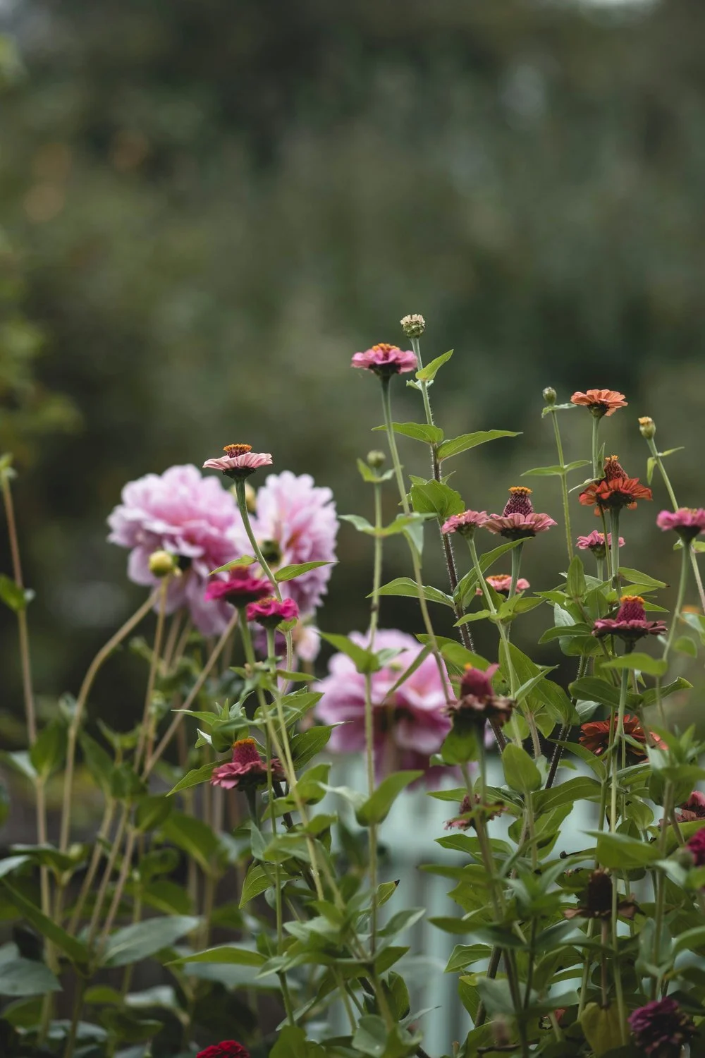 Pink dahlias and zinnias blooming in a garden, representing growth and new beginnings