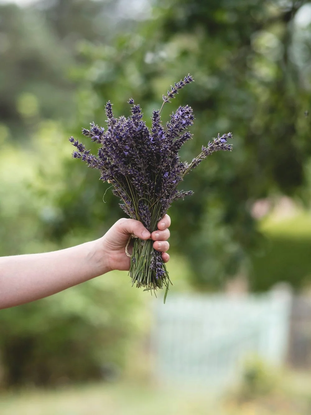 A hand holding a bouquet of fresh lavender flowers outdoors against a blurry green background.