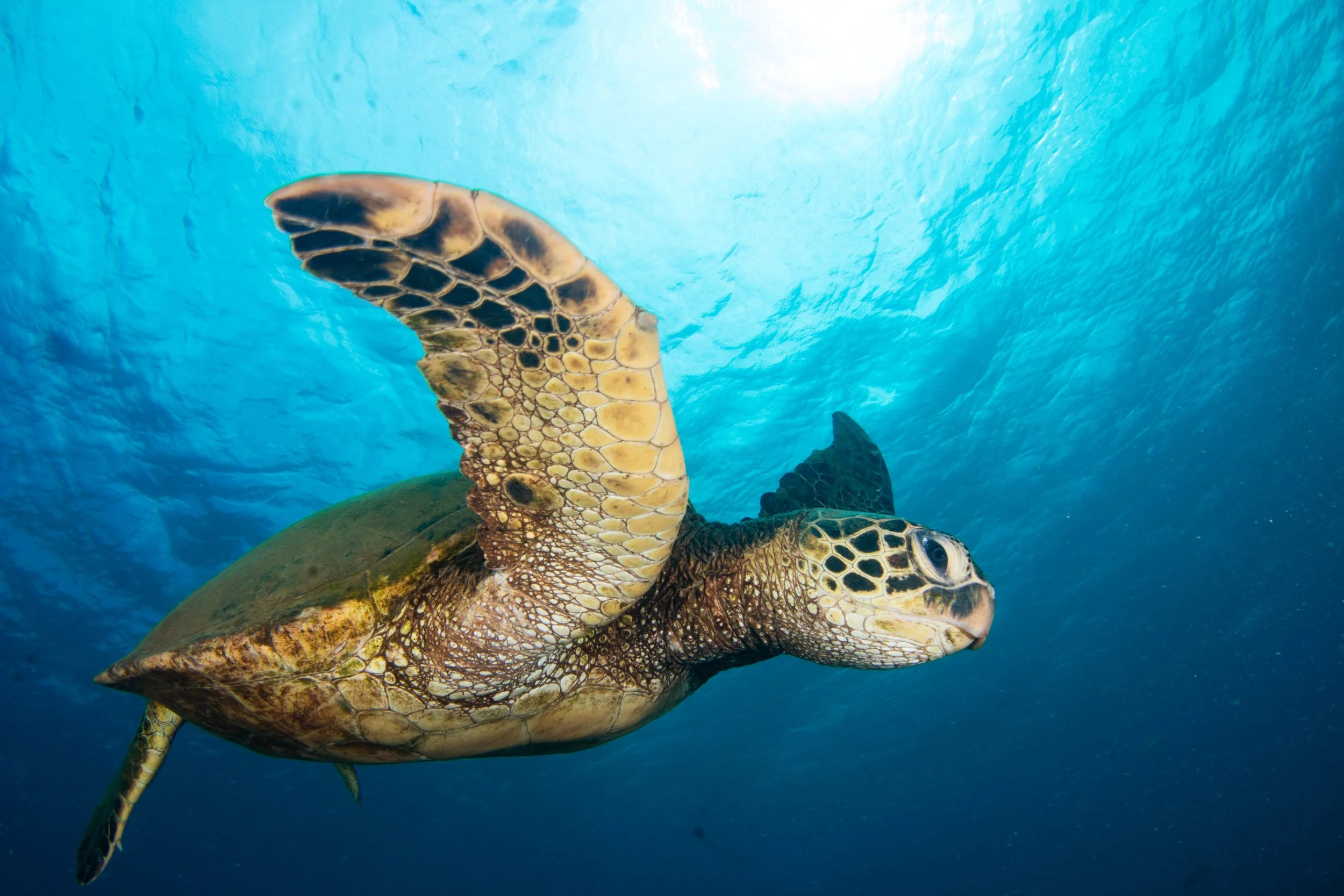 Turtles