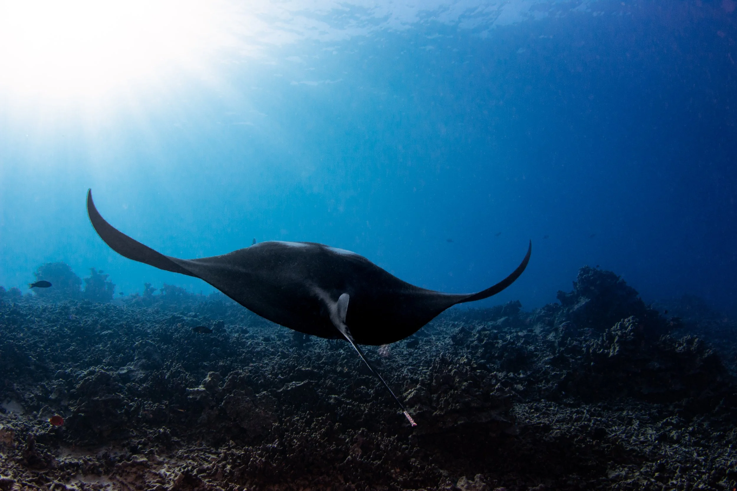 Rays