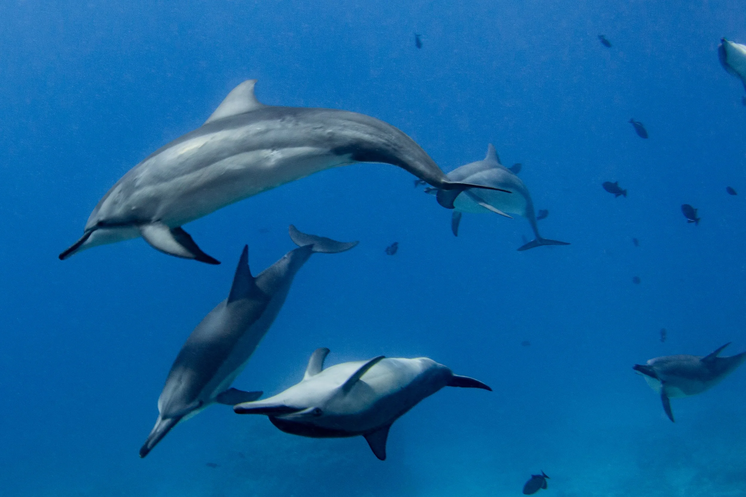 Dolphins