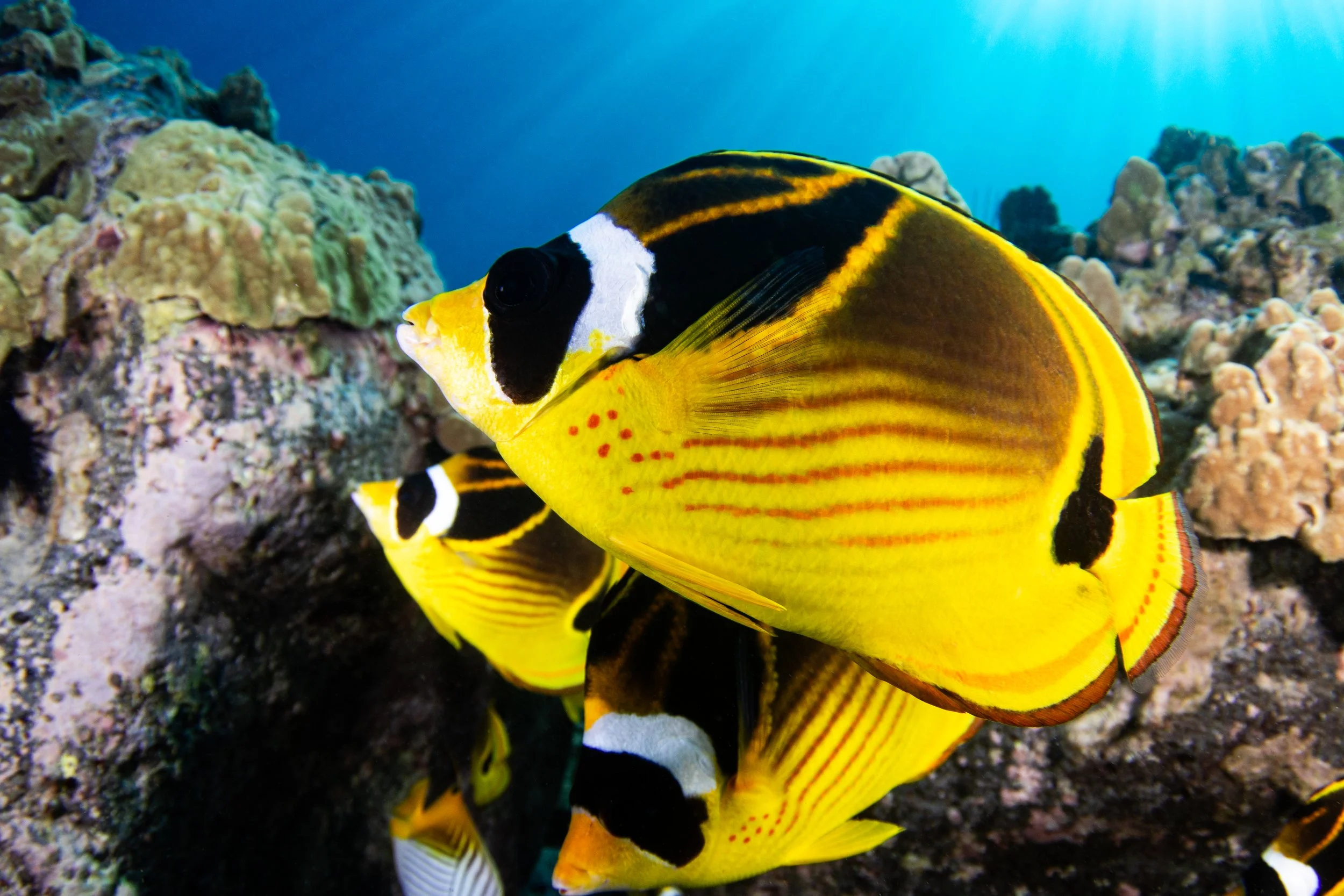 Fish