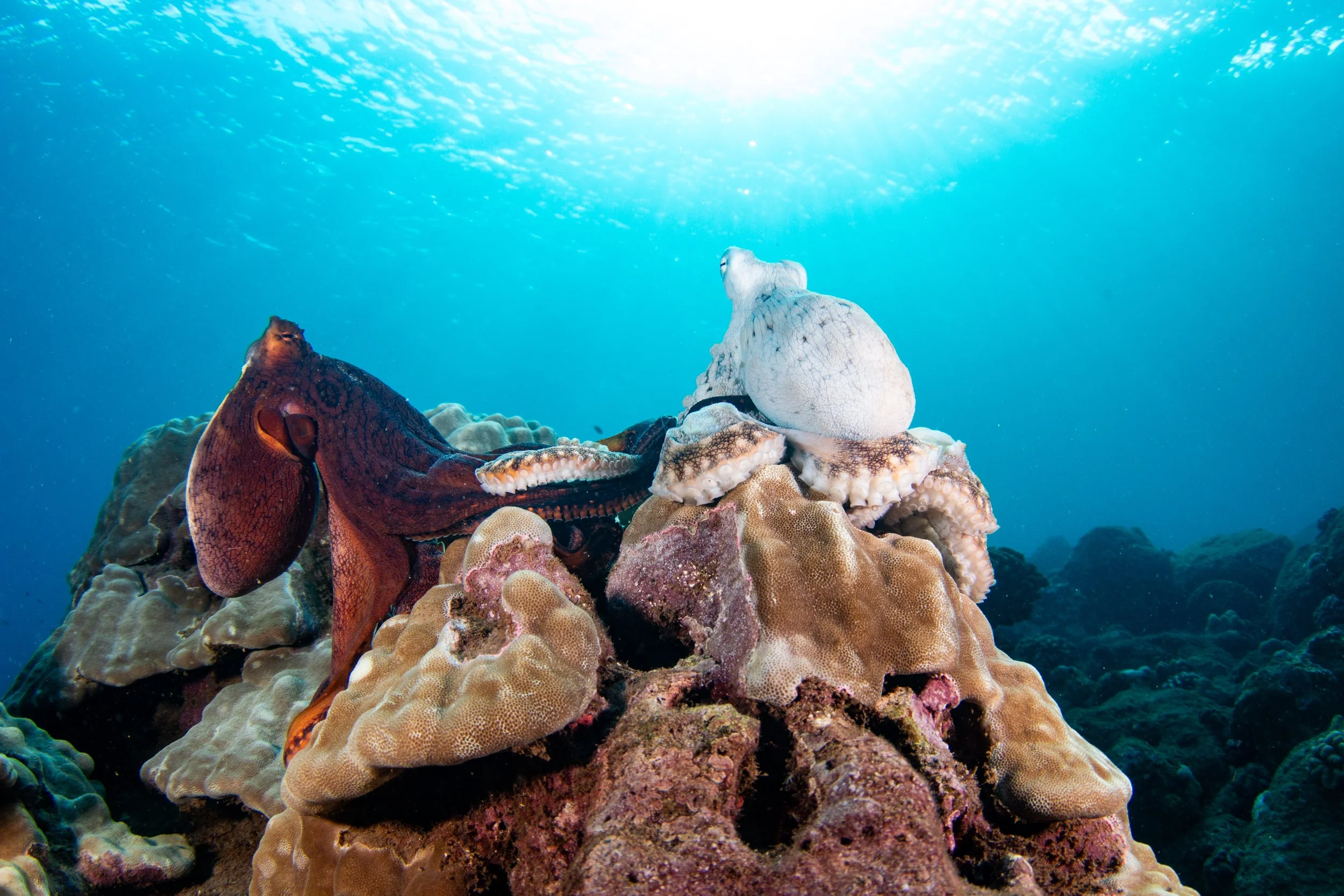 Octopus