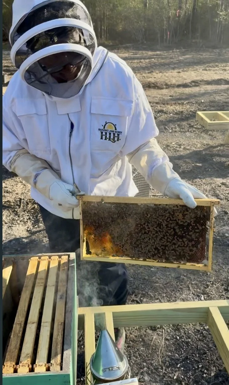 Beekeeper inspecting a honey bee colony as part of professional hive management and agricultural valuation services in Southeast Texas.