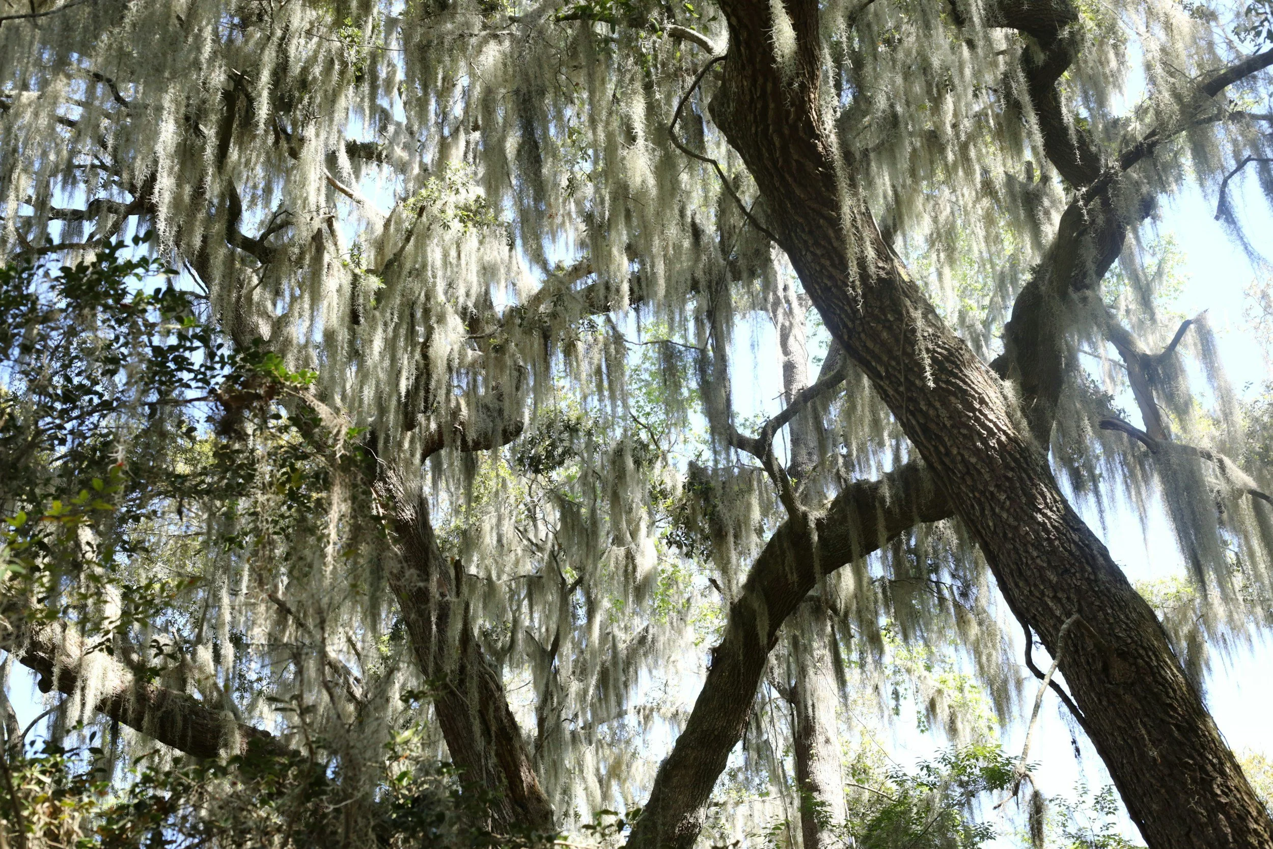 Tall trees with hanging moss in a lush forest, some sunlight filtering through the branches.