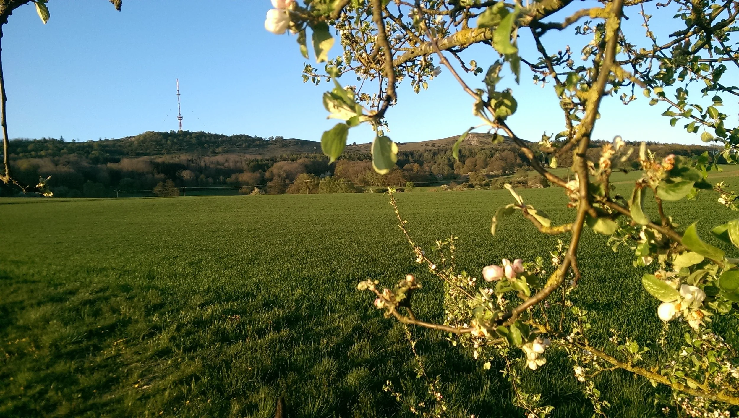Hesselberg Kirschblüte