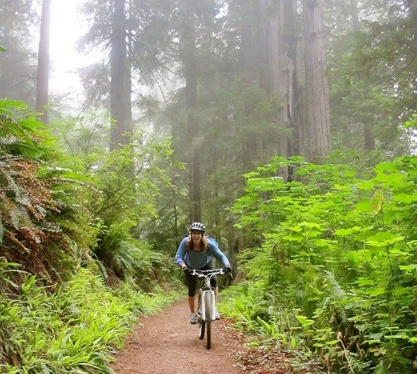 marcy browe california redwoods.jpg