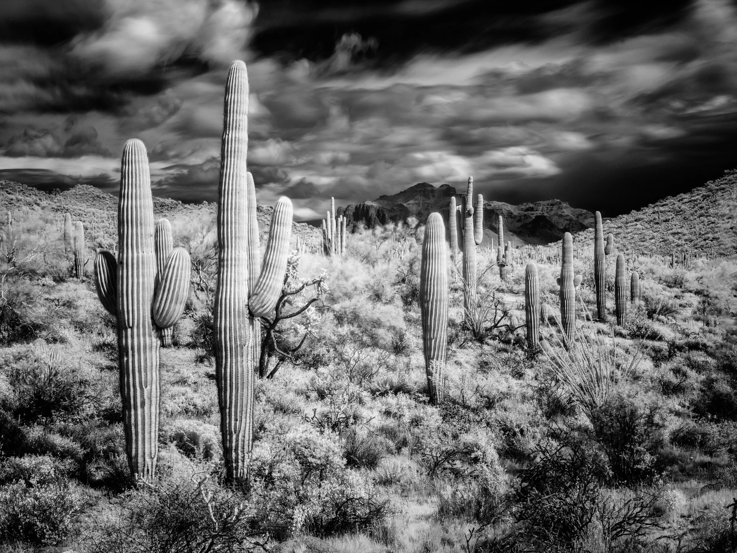 Cactus Field Ariziona-35.jpg