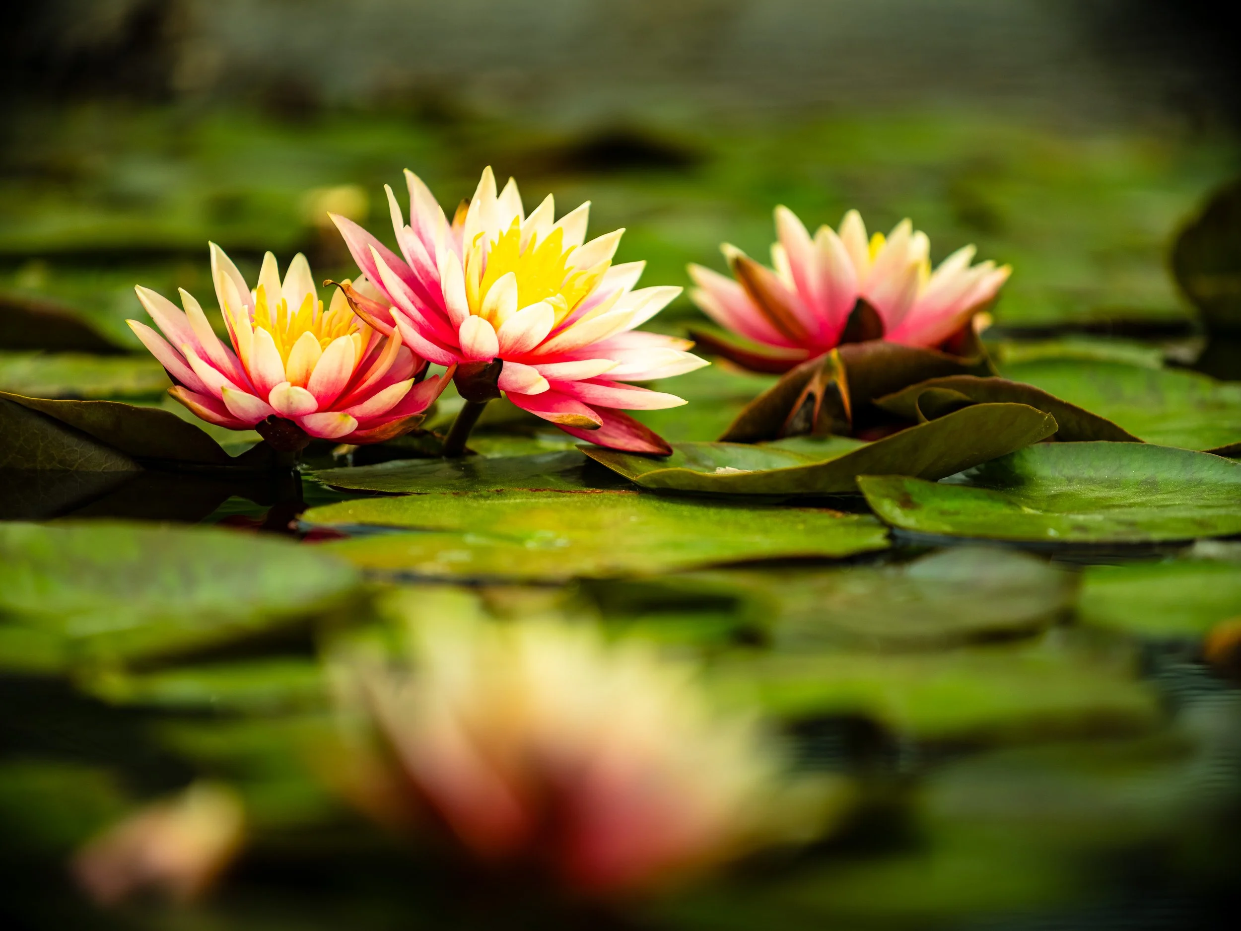 lilly pond 01.jpg