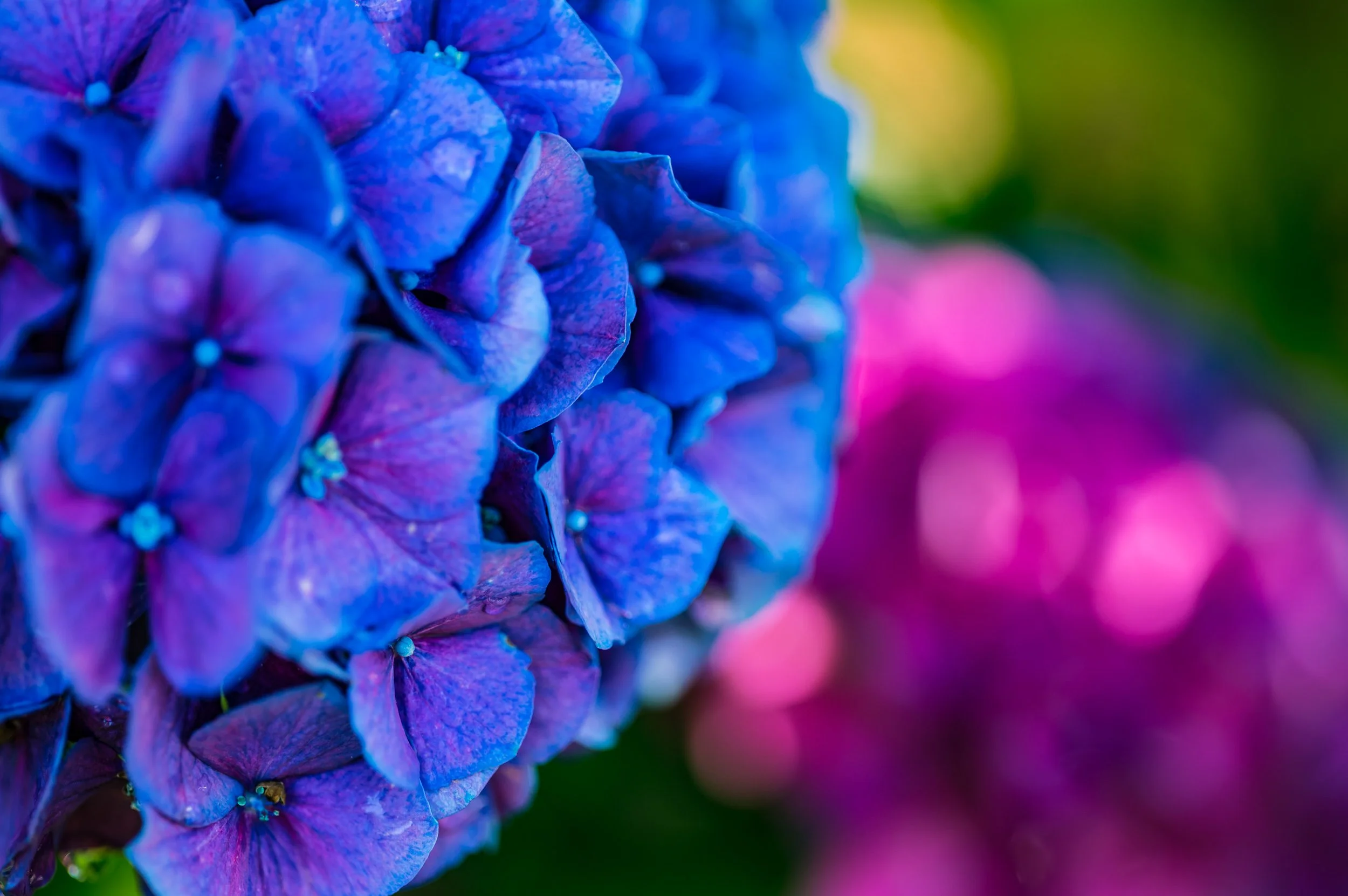 flowers-1223.jpg