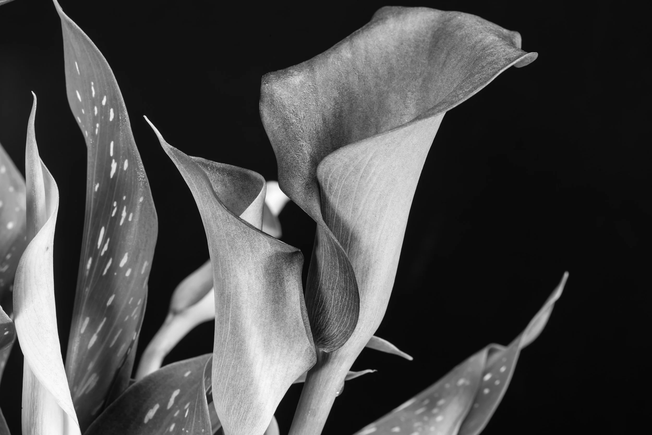 L1001041.jpg