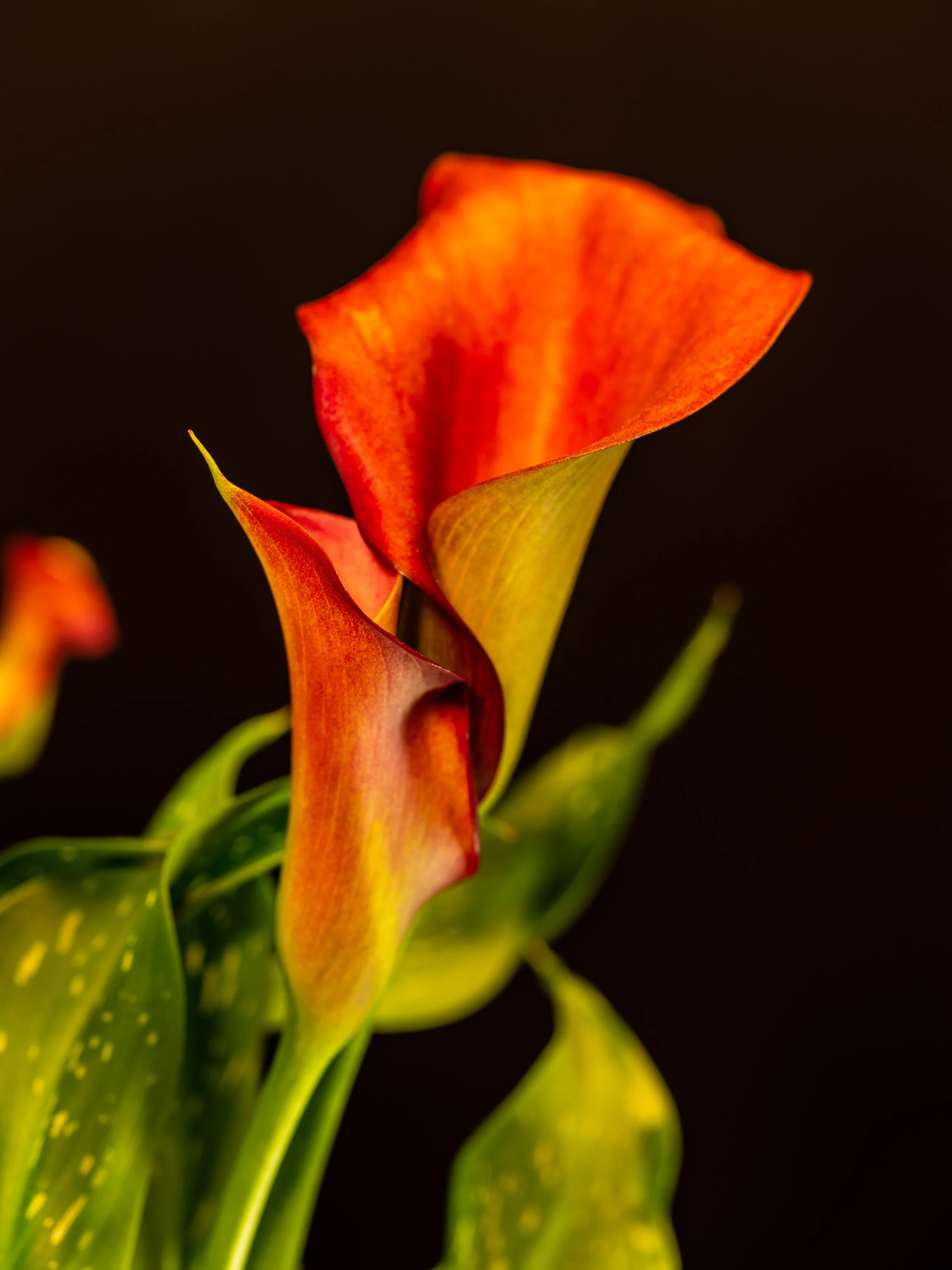 _DSF5878.jpg