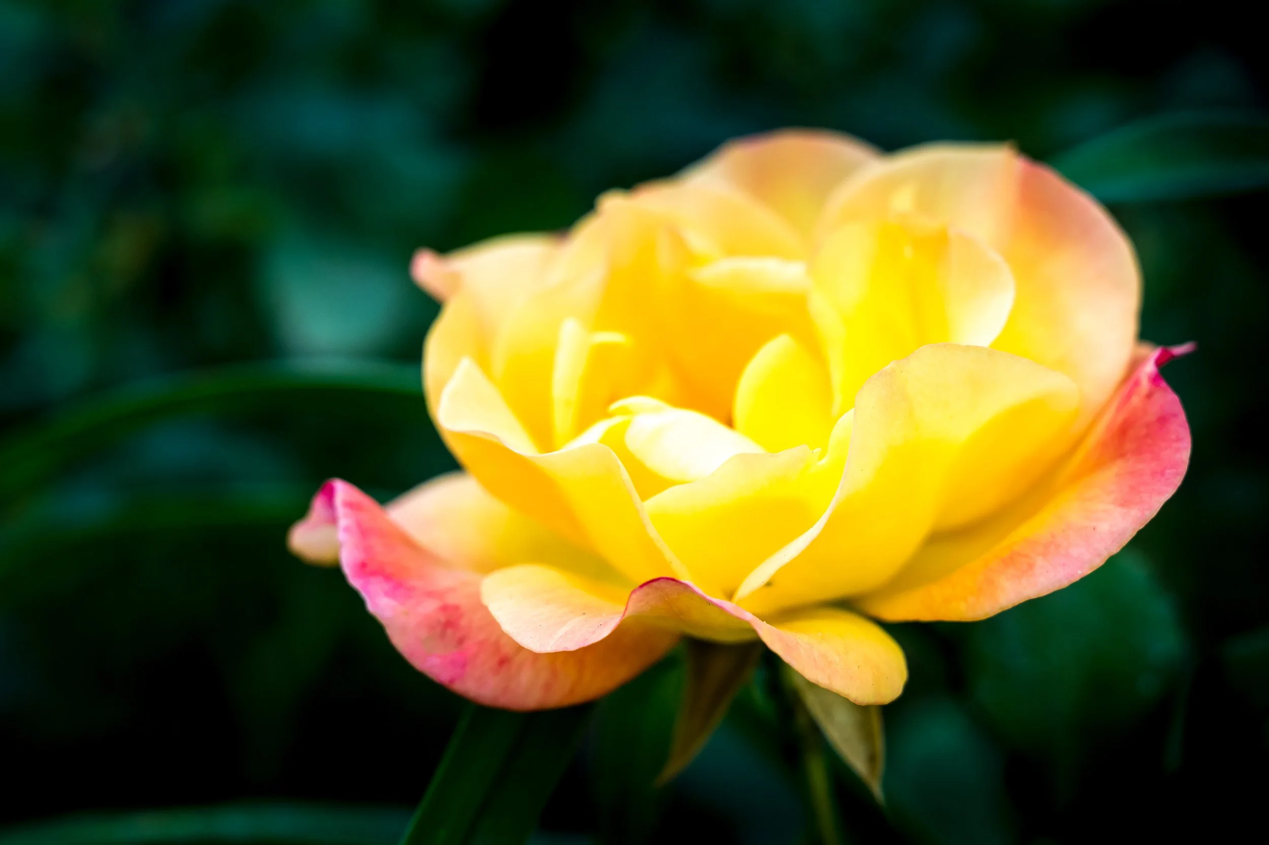 L1010574.jpg