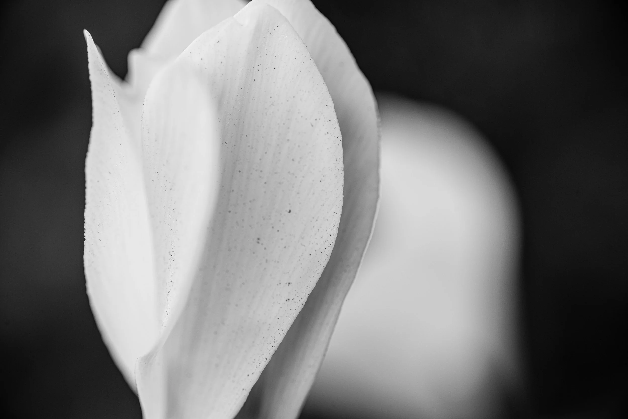 L1000173.jpg