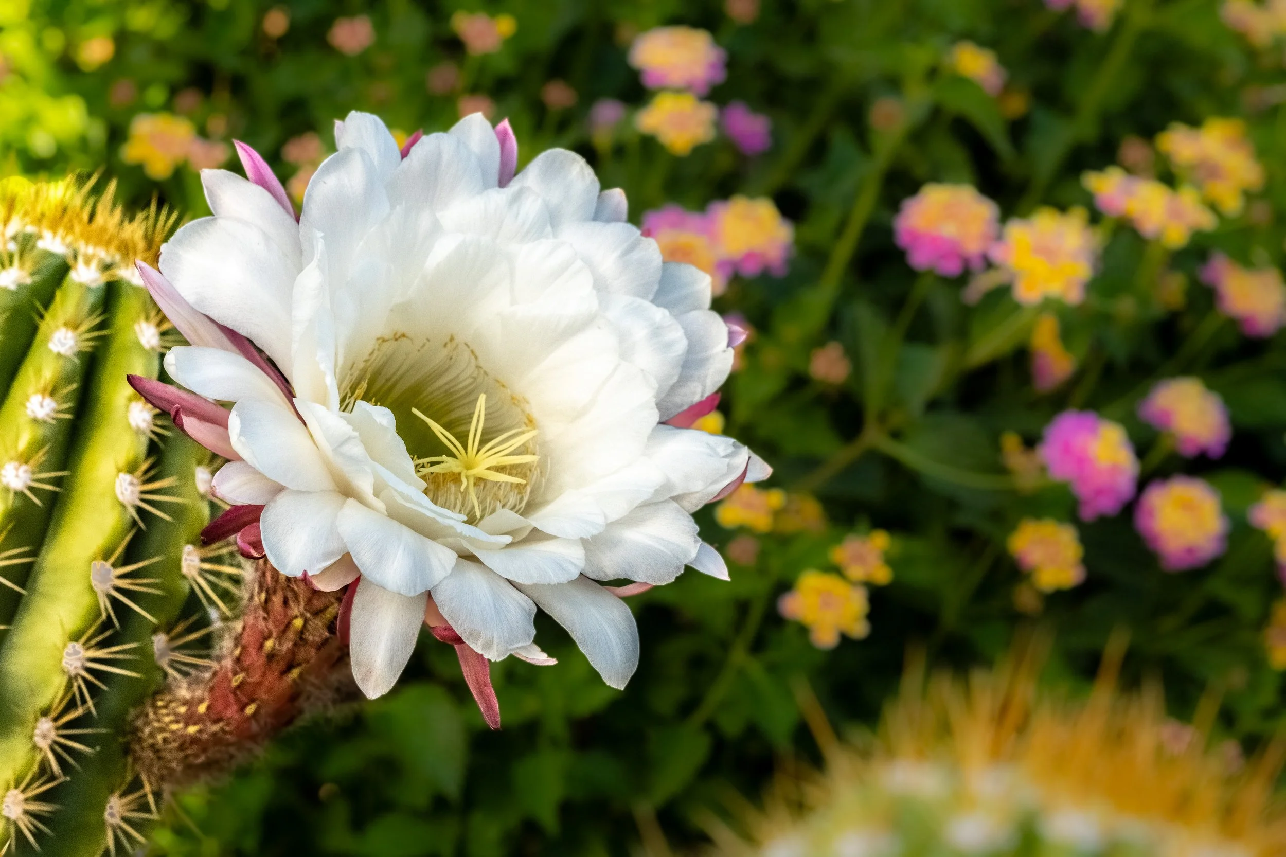 _XT56575-Edit.jpg