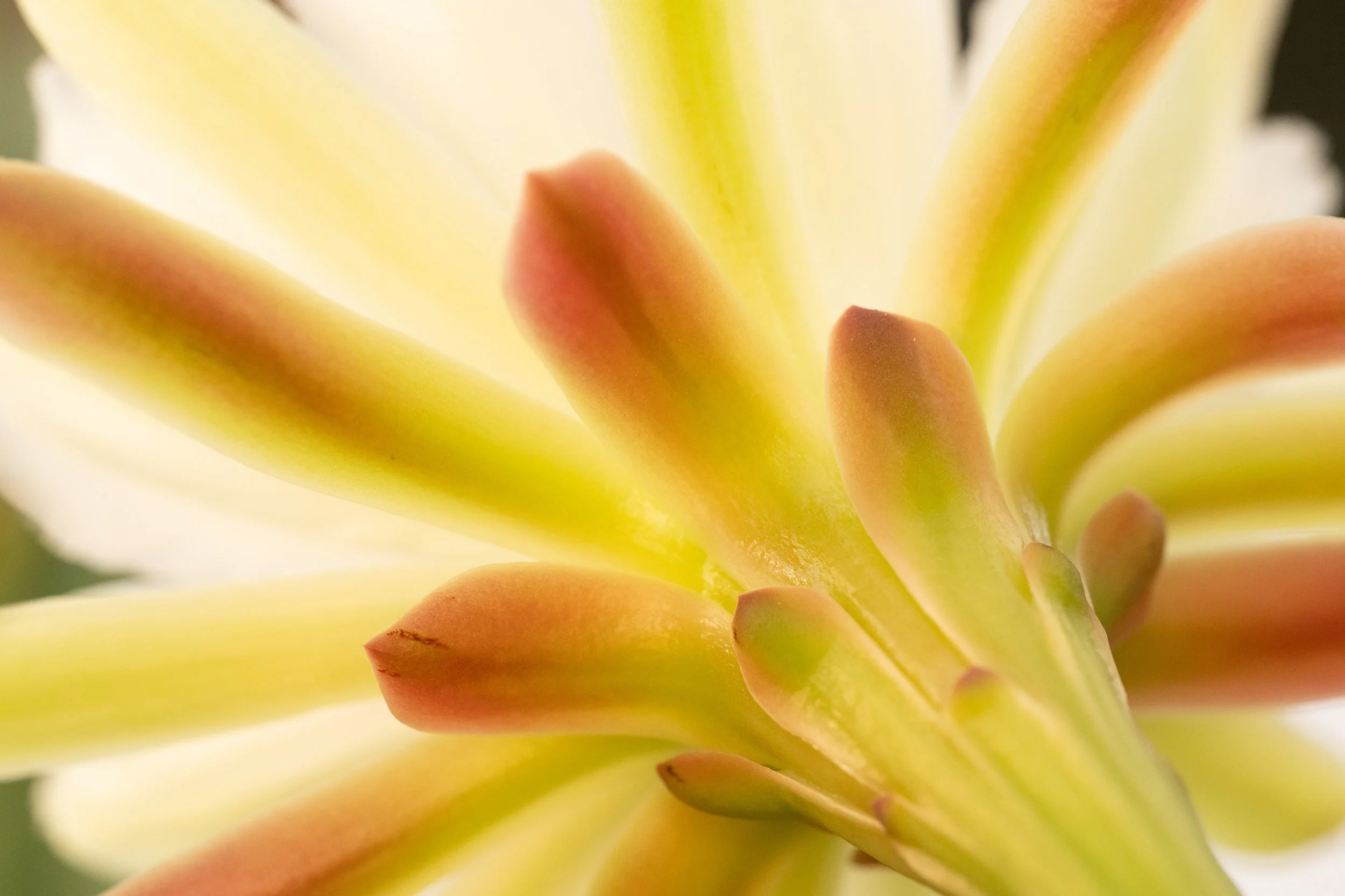 cactus flower nikon z8 29.jpg