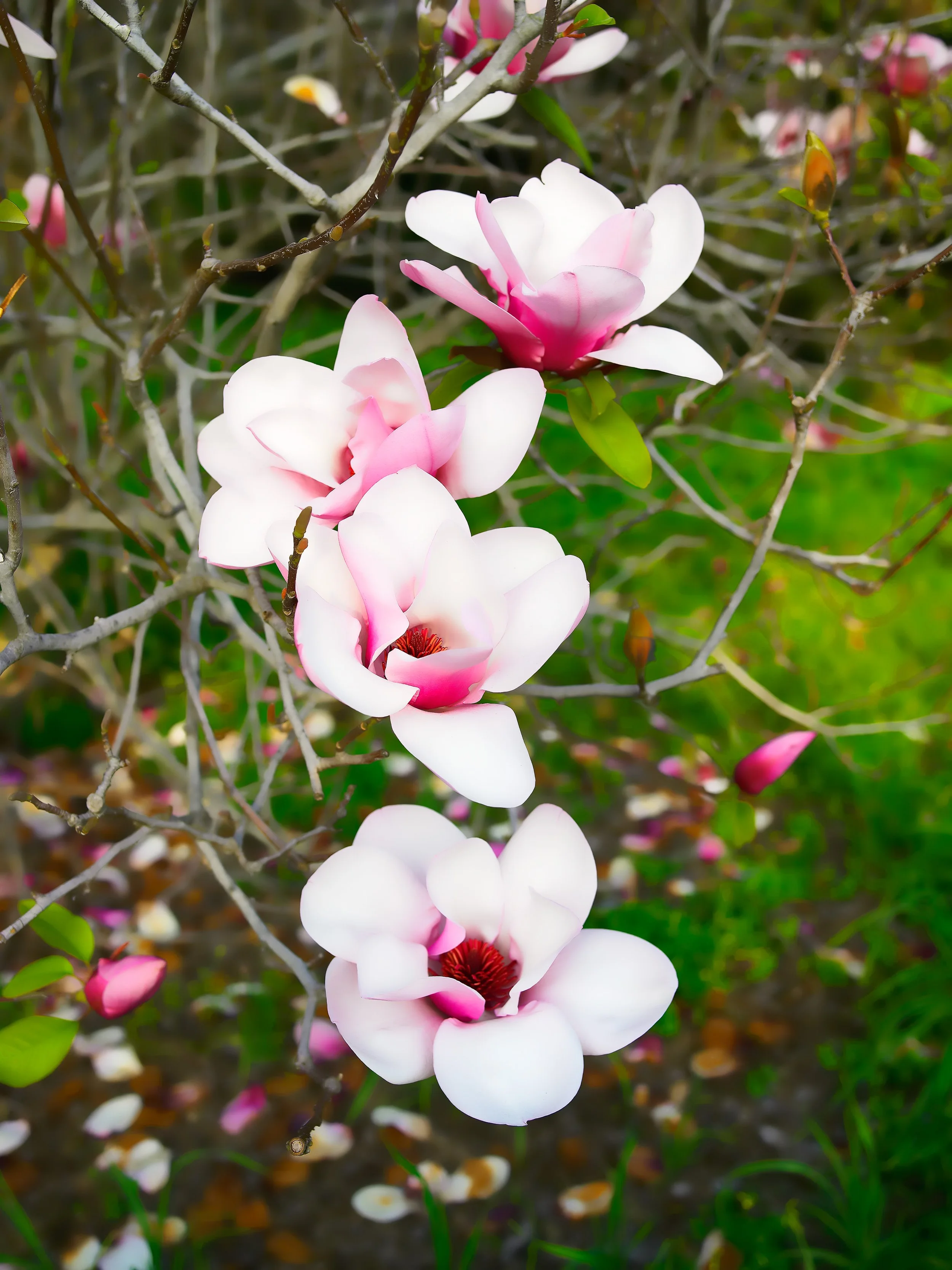 flowers-274.jpg