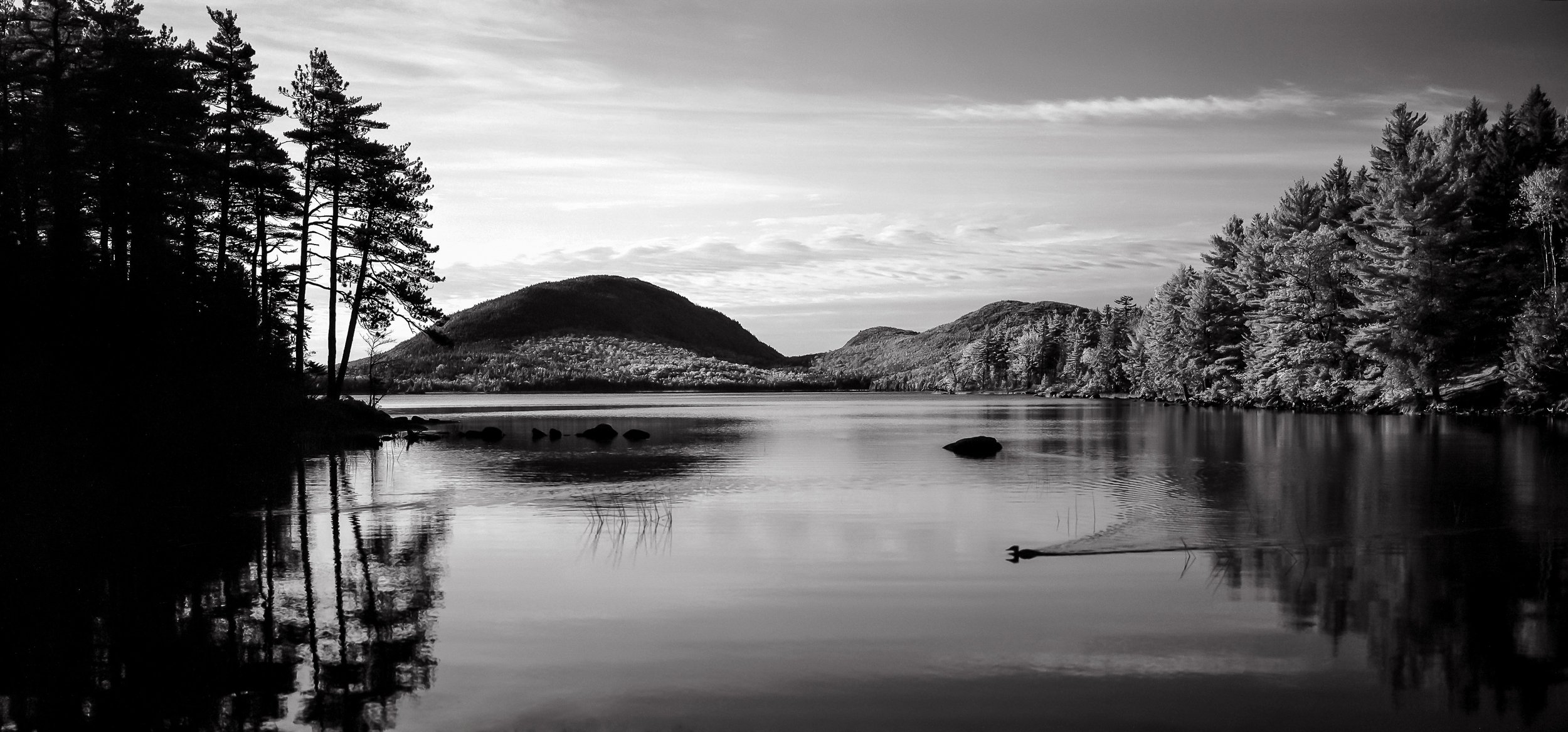 Acadia Eagle Lake Duck.jpg
