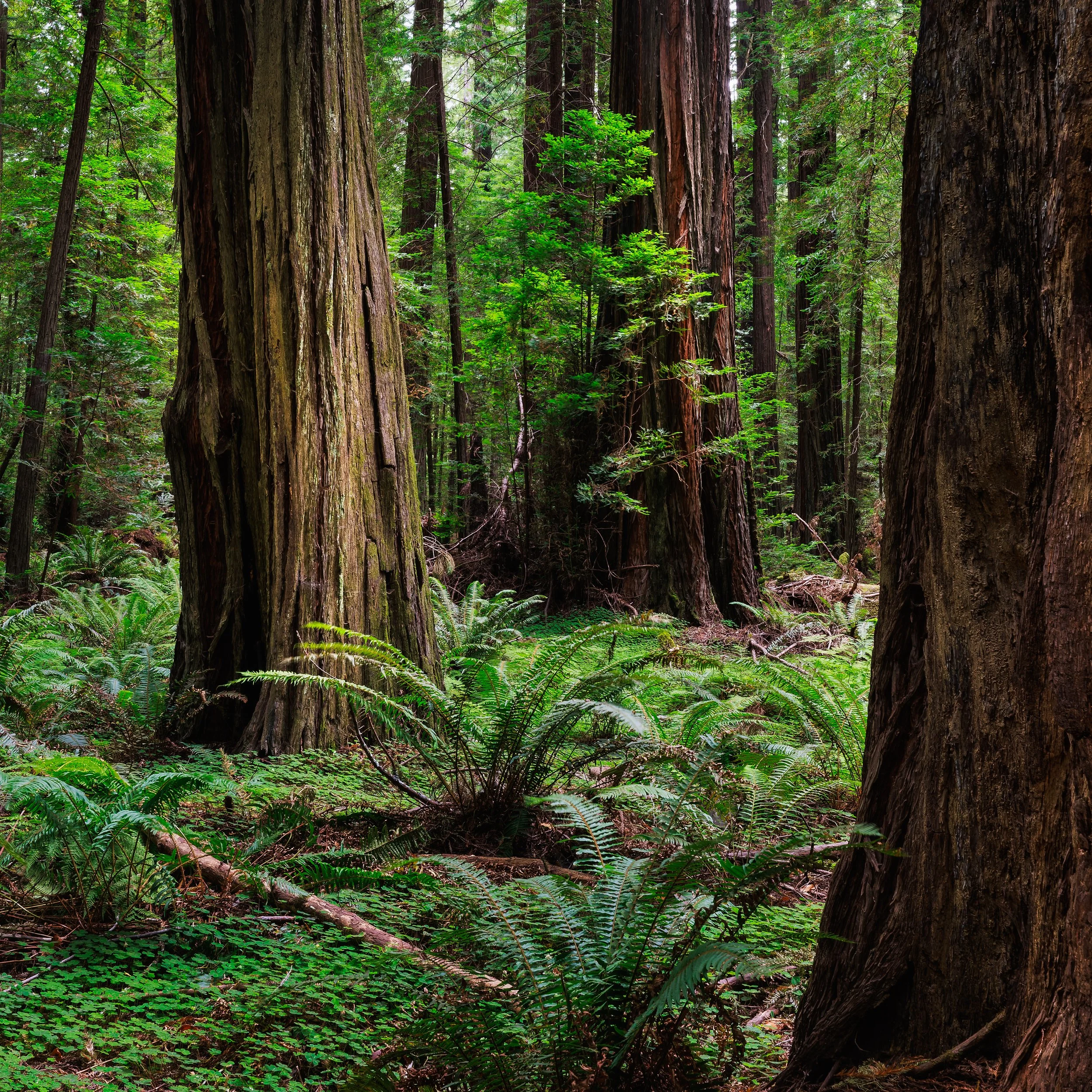 A dense redwood forest with tall, thick trees covered in bark, green ferns, and lush foliage.