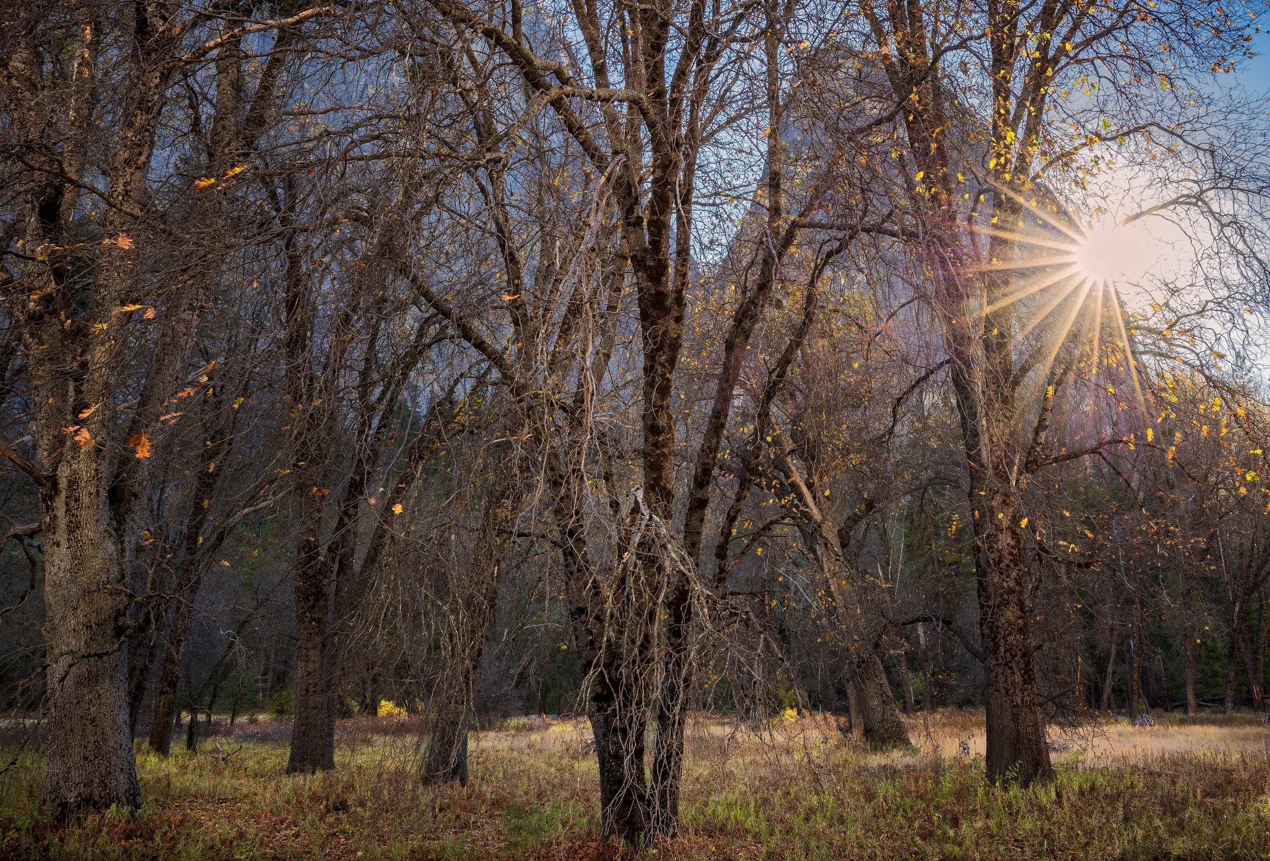 Yosmite National Park - A forest with tall leafless trees, with sunlight shining through the branches, and the ground covered in grass and fallen leaves.