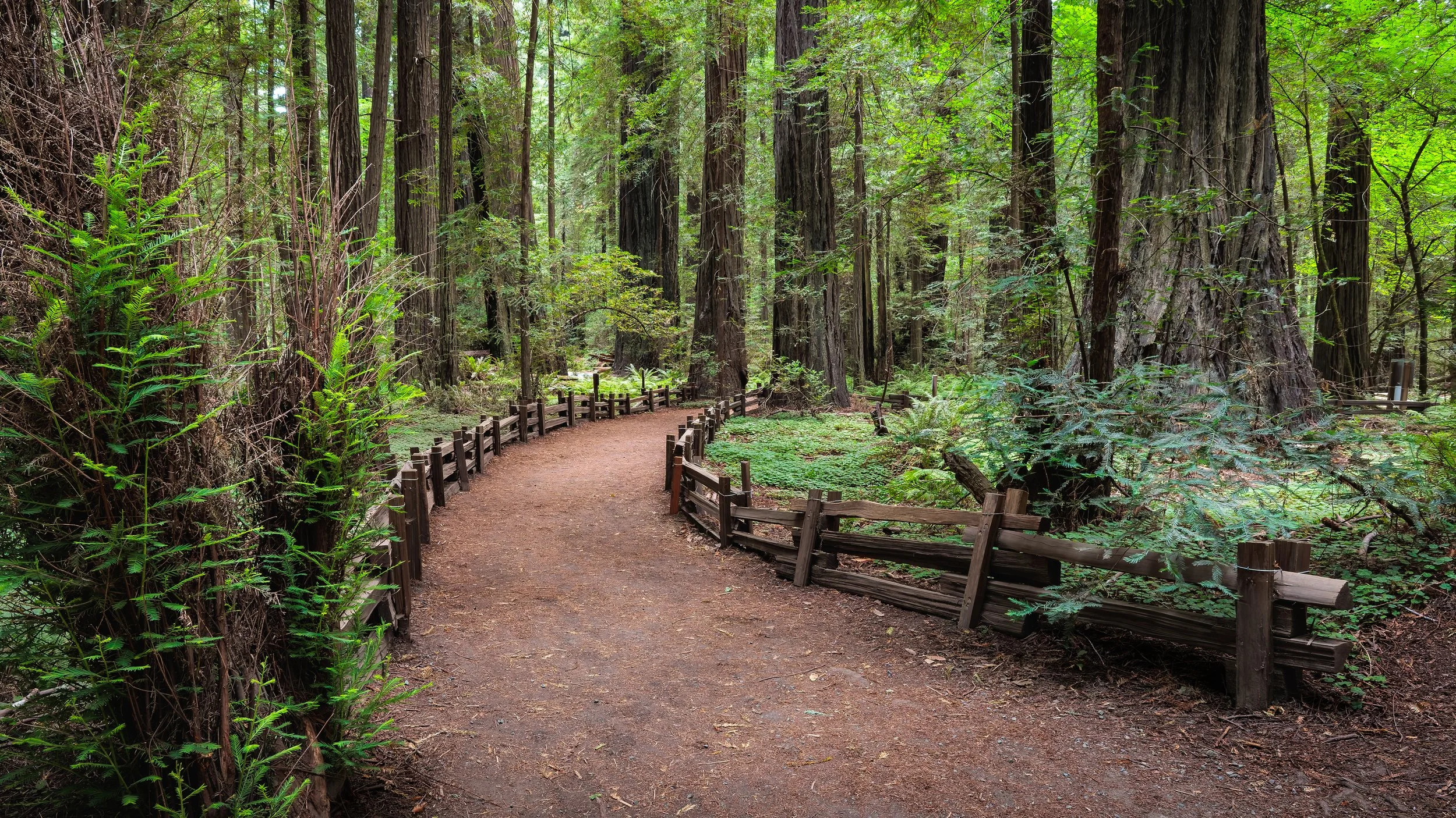 A dirt trail in a dense forest of tall redwood trees with lush green foliage, surrounded by a wooden fence on both sides.